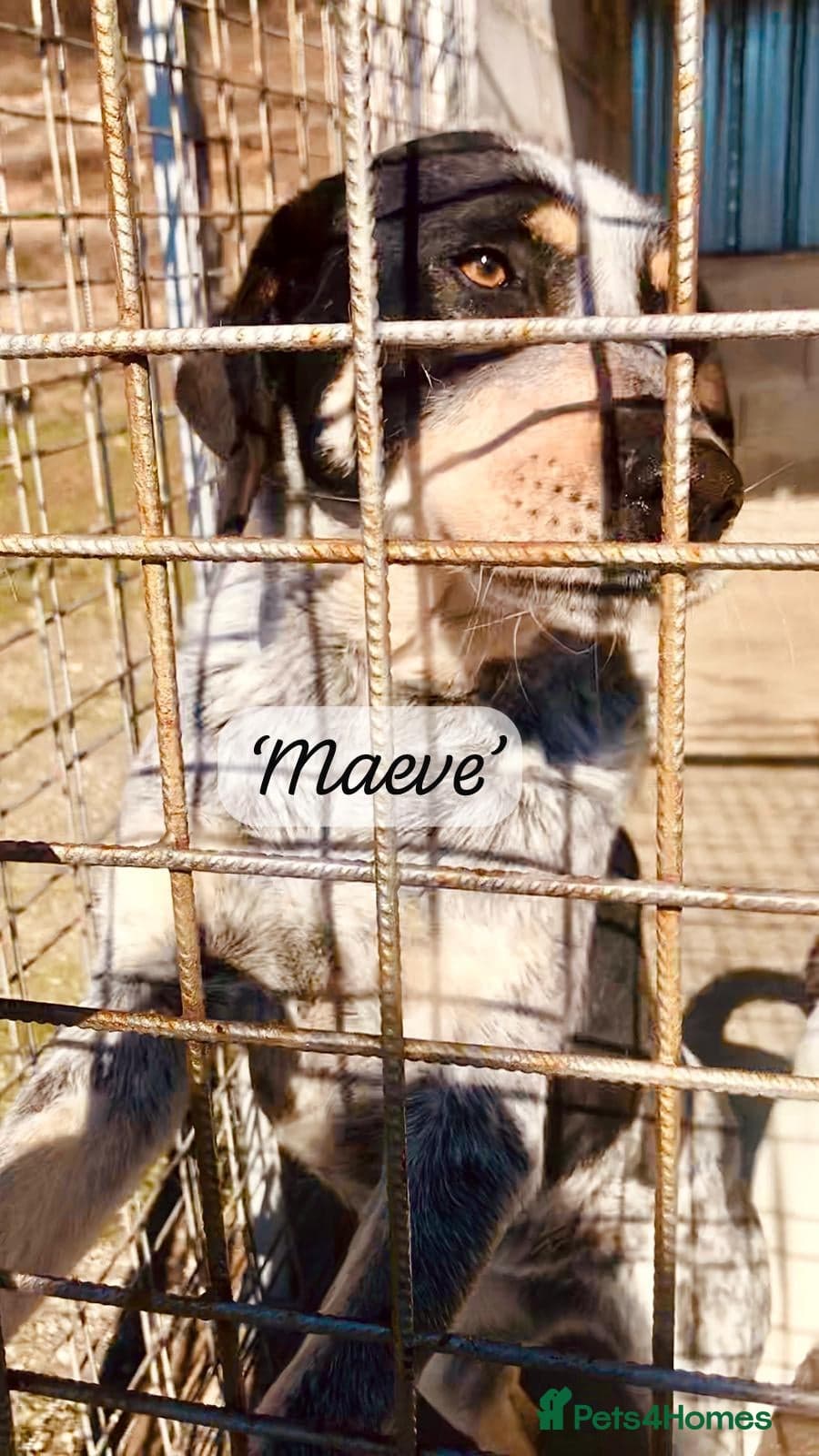 Maeve, 4 yrs approx. photo 2