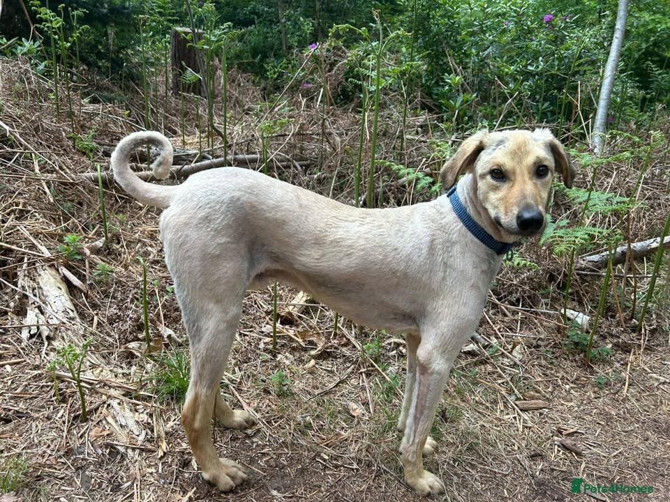 Pettern - Norwich Norfolk photo 10