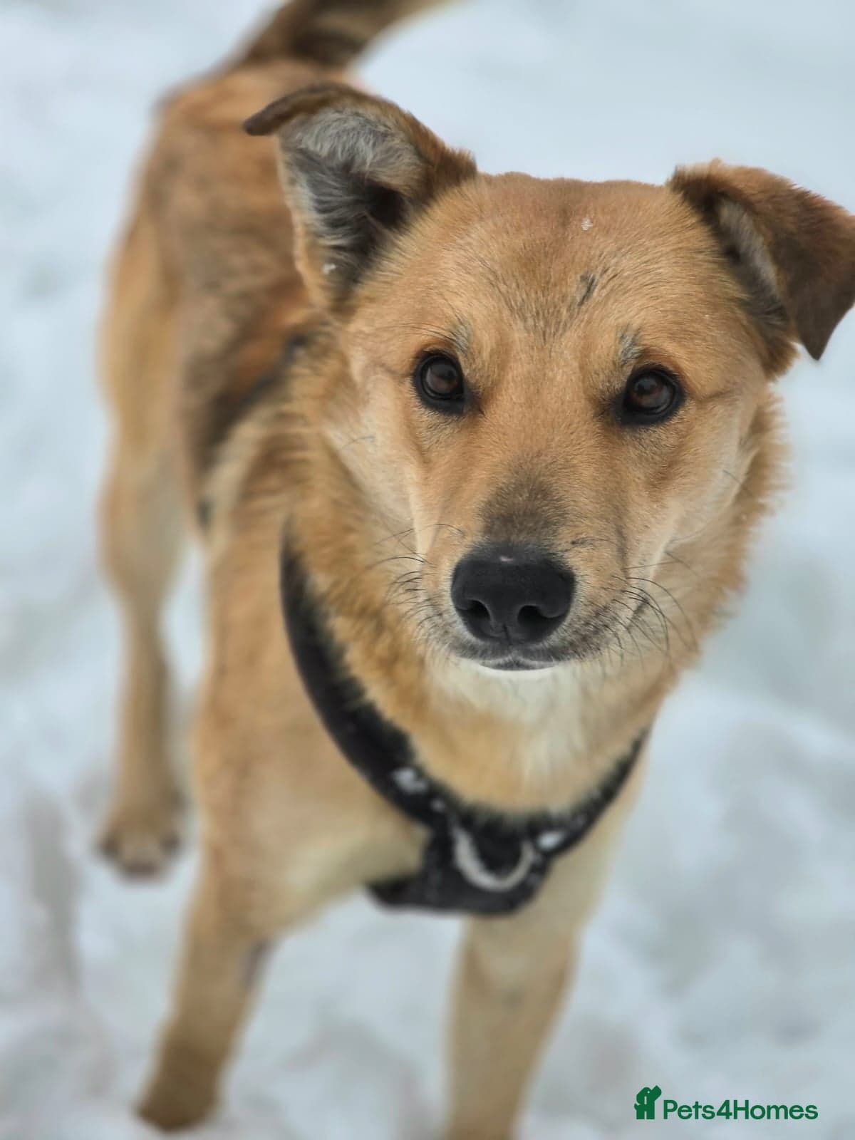 Cactus (yanik) โ Mixed Breed