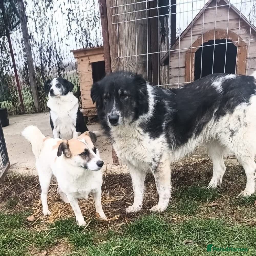 Freya - Norwich Norfolk photo 14