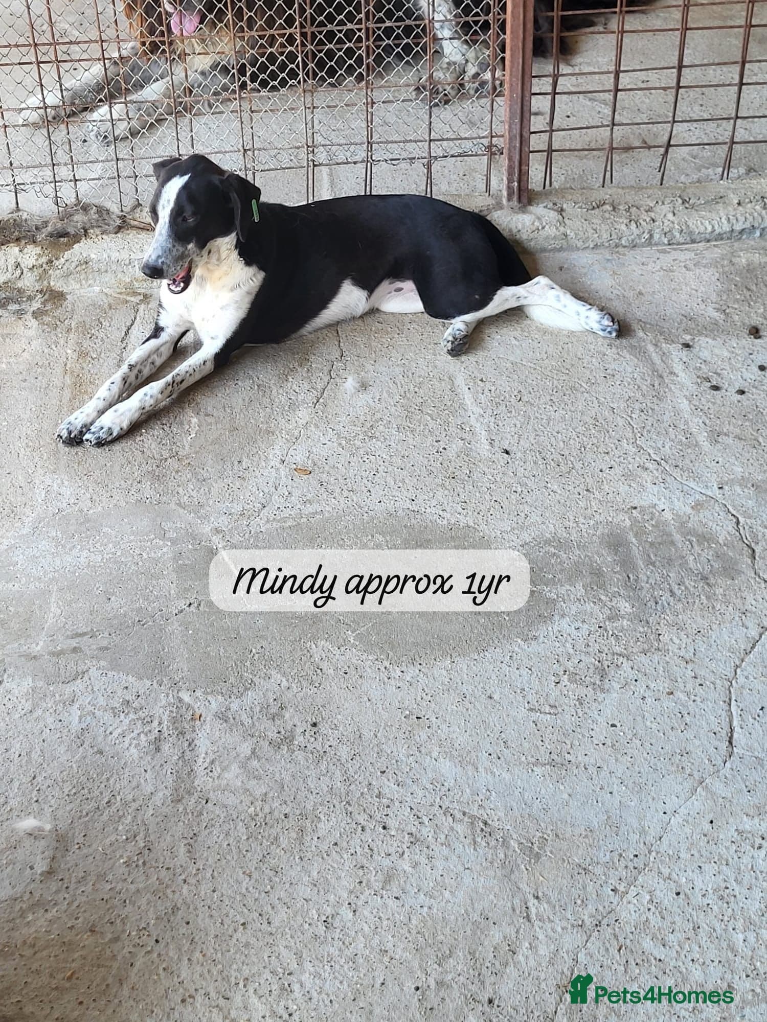 Pretty Mindy. Reserved STC. photo 9