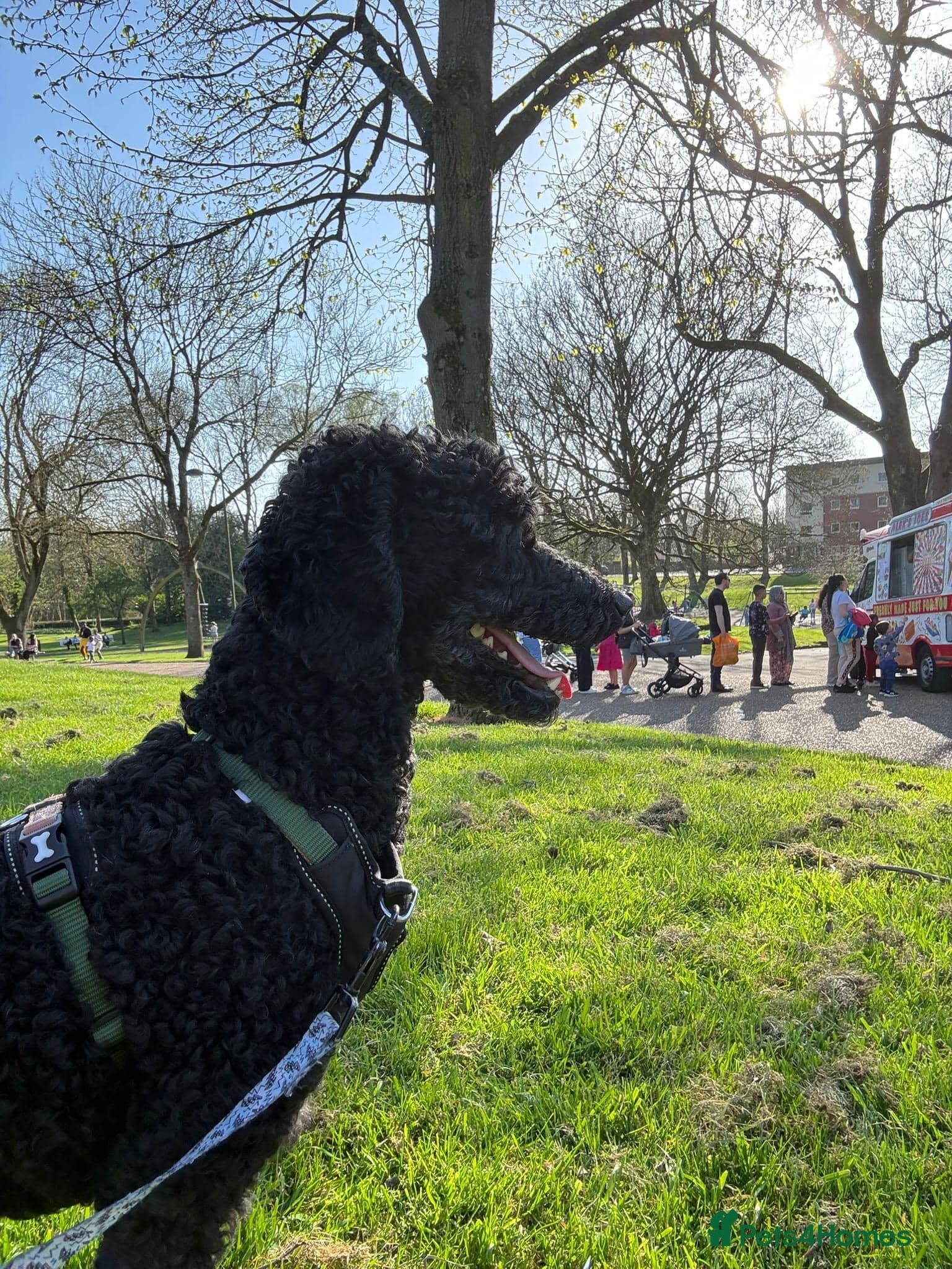 ️🐶 charlie photo 18