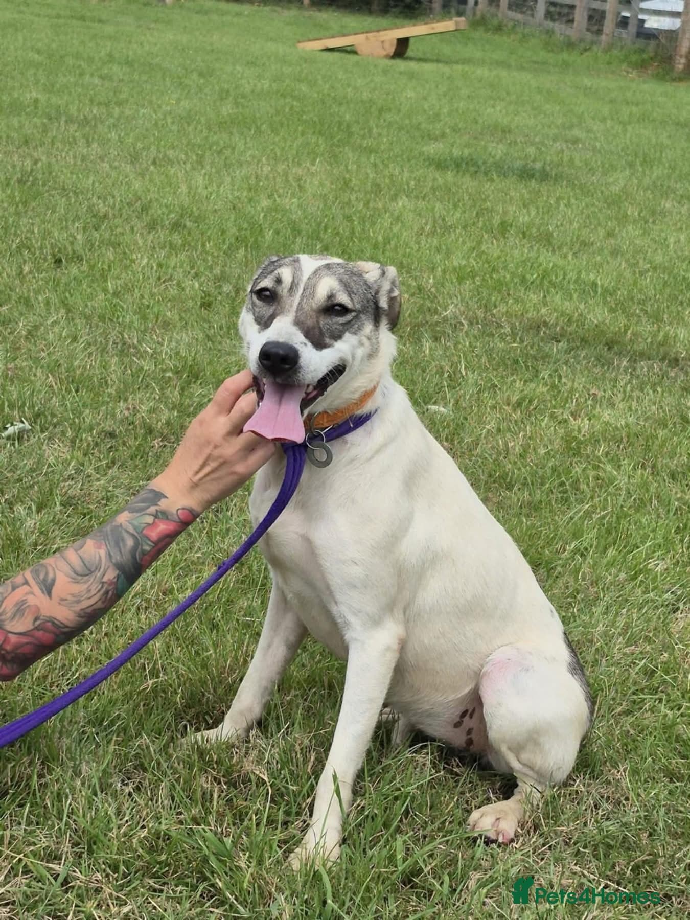 Lotty (2) Norwich Norfolk photo 16