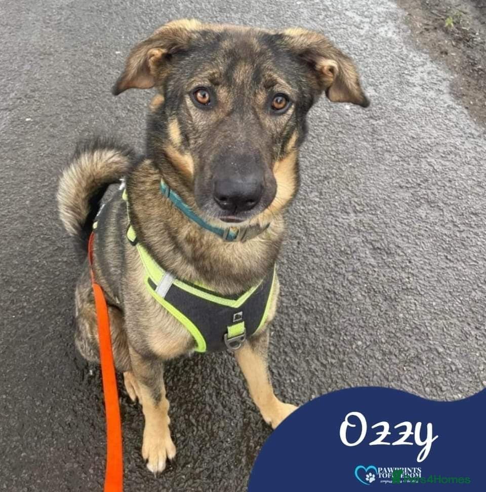 Meet Ozzy, currently residing in Cheshire photo 2