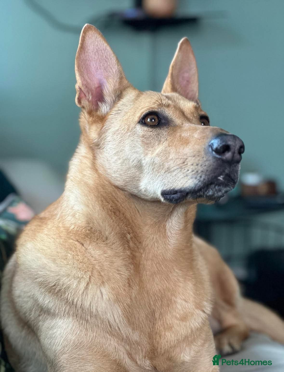 Ella stunning lady photo 6