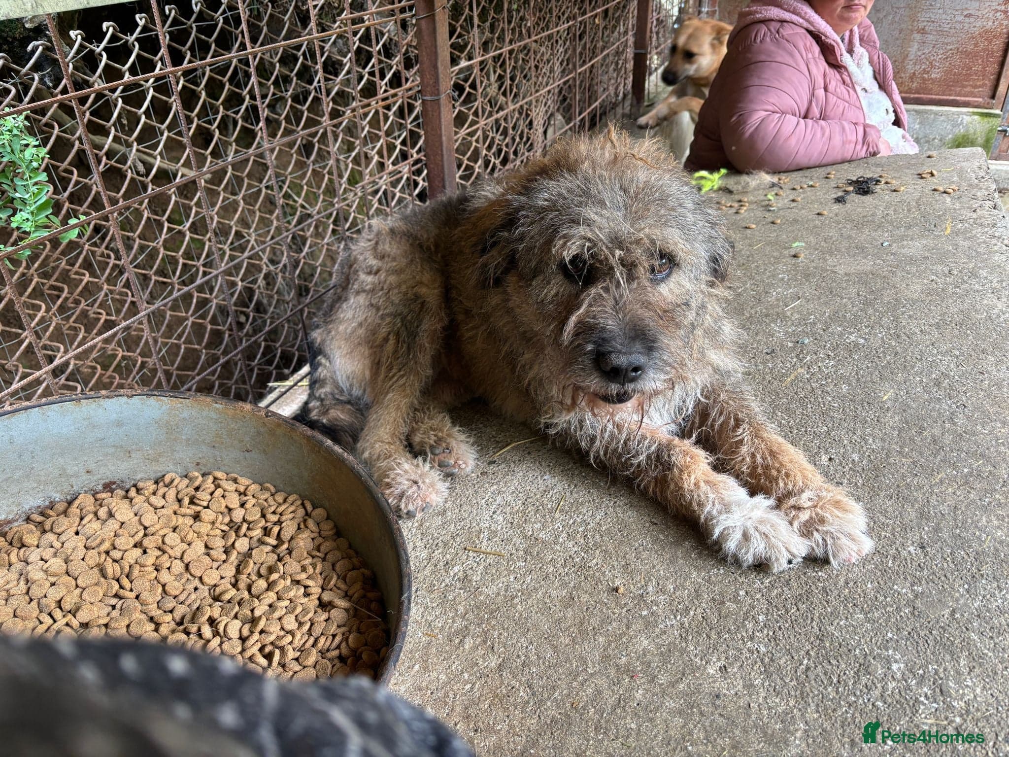 year old Fionn photo 9