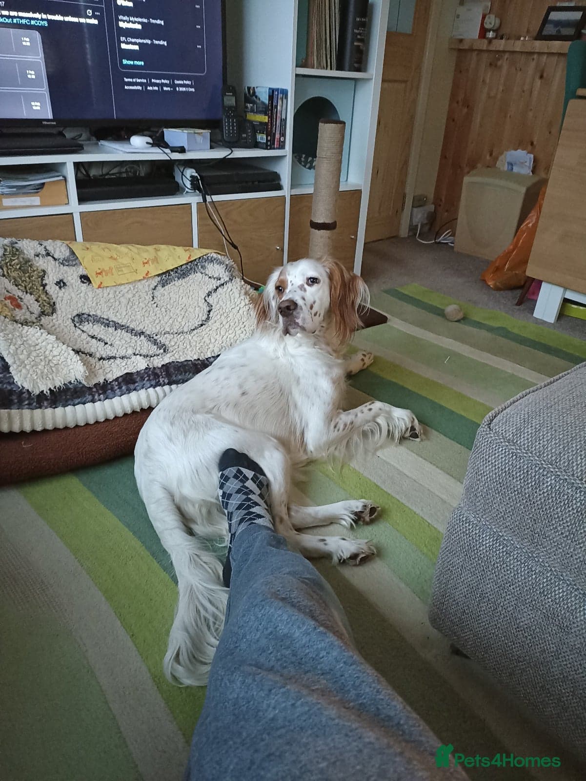 Parchi (Lucas) photo 14