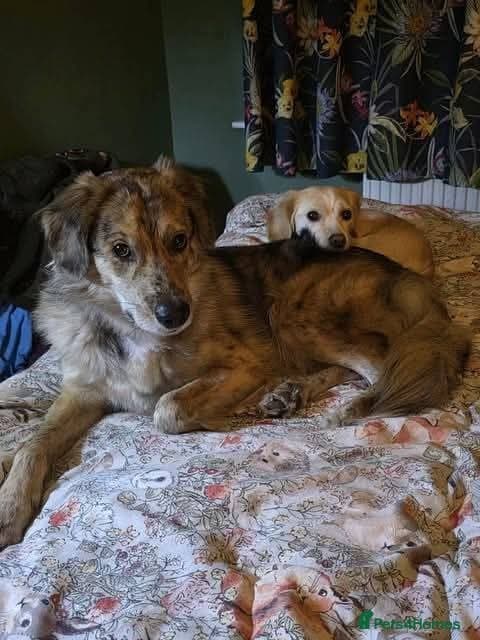 Meet Merlin,currently residing in Gloucestershire photo 8