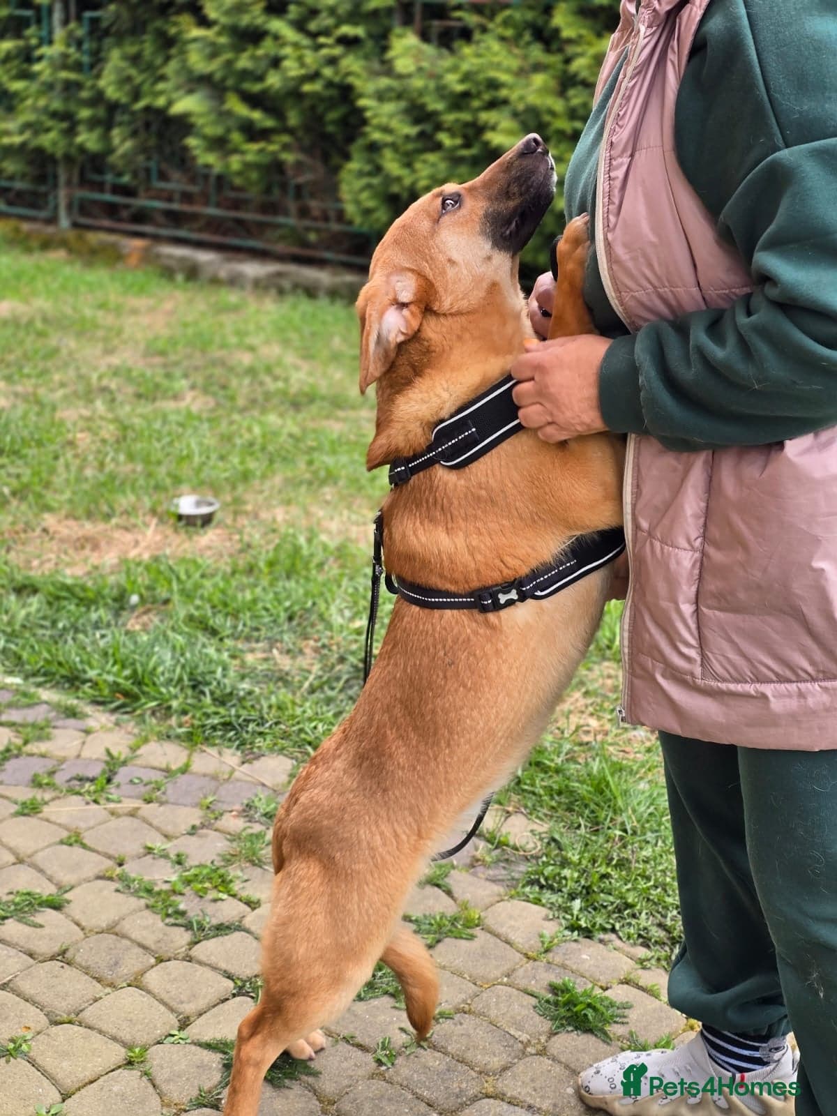 Yarko — Mixed Breed