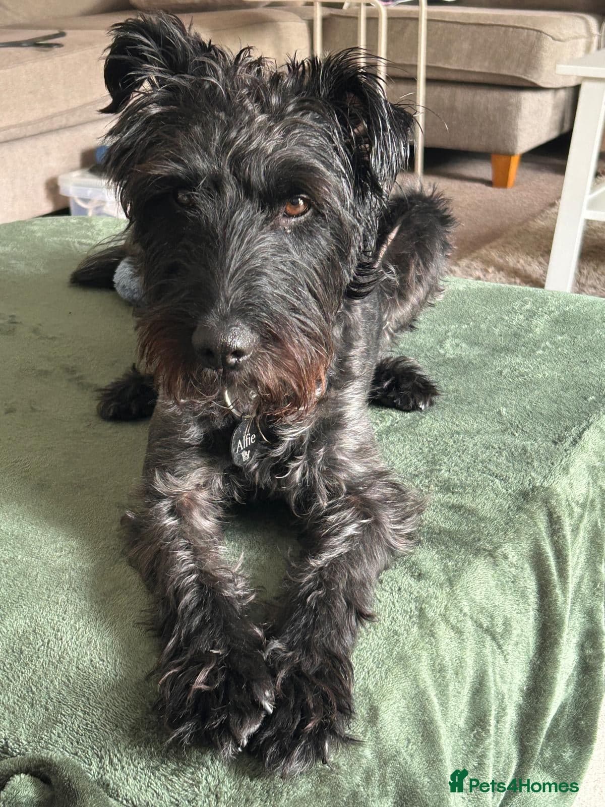 Lovely alfie seeks the quiet life photo 5