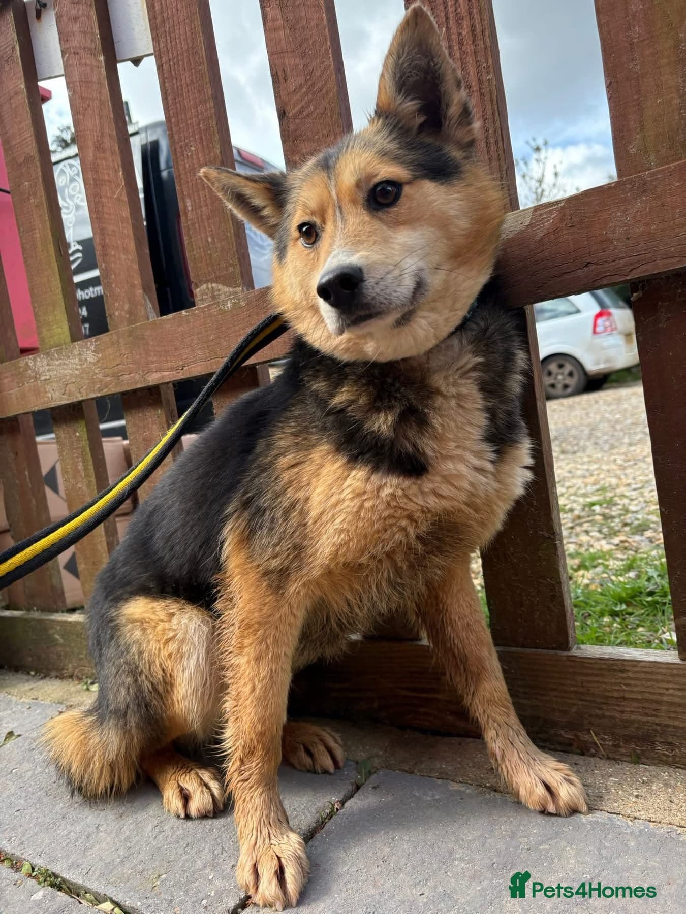 Bowie - Norwich Norfolk photo 6