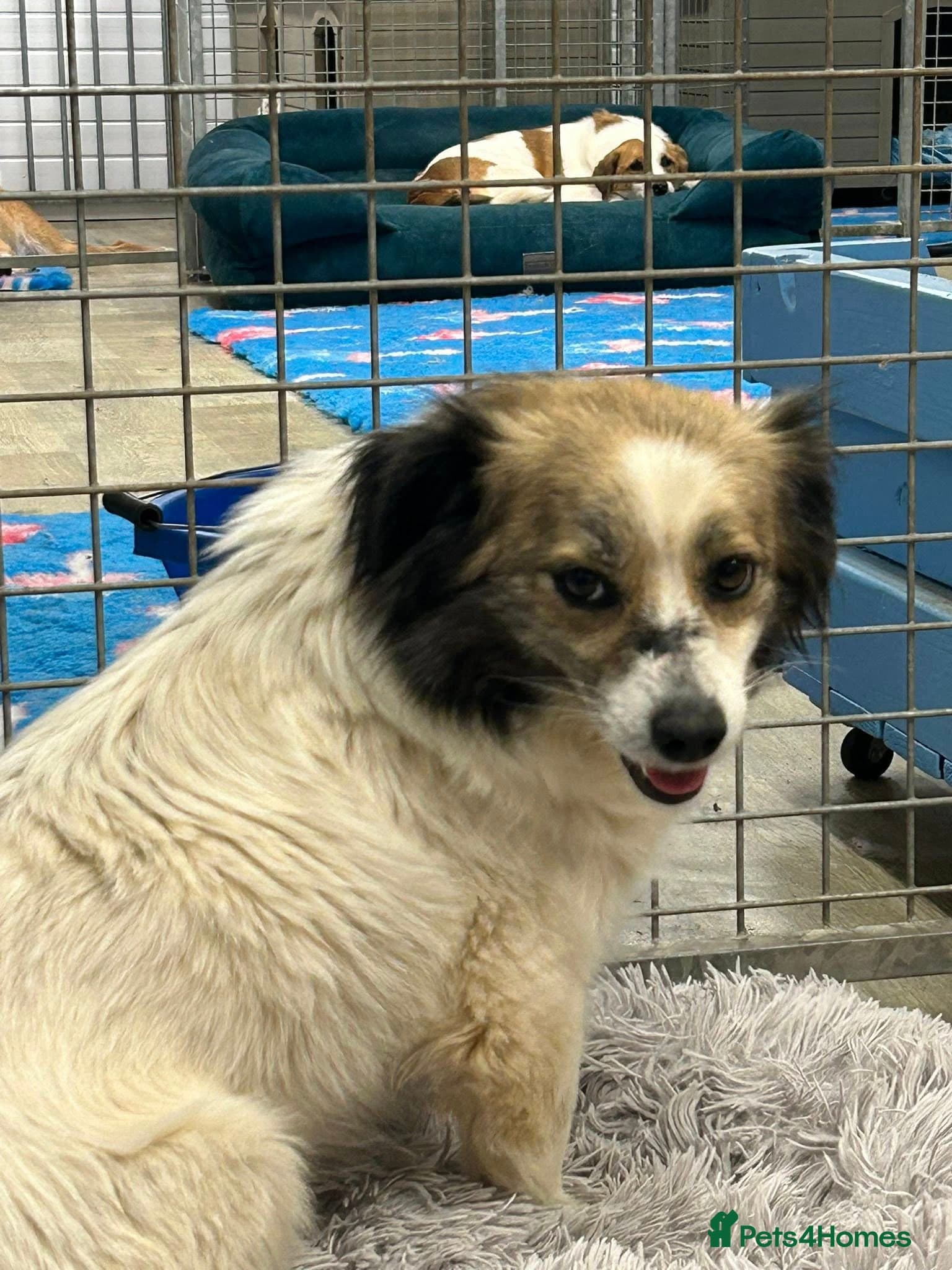 Sweetie Pie - In Ayr photo 11