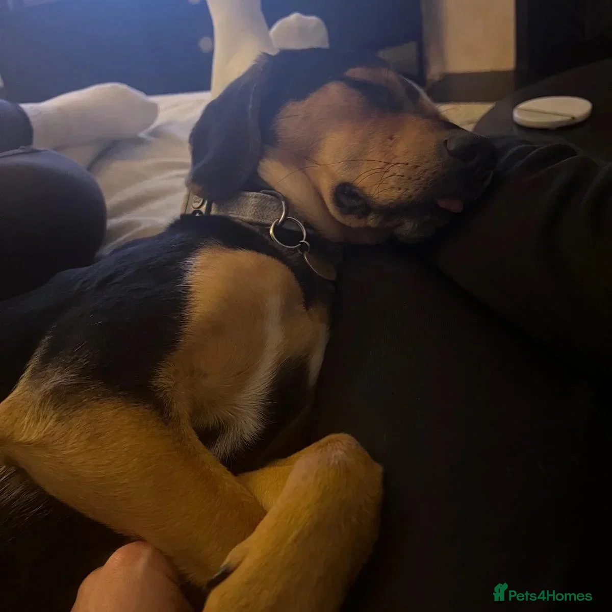 Ivan (Greek Harehound) photo 16