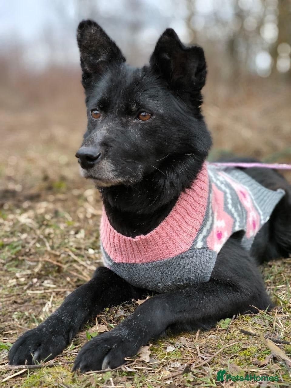 ๏ธ๐ถ tofa photo 25