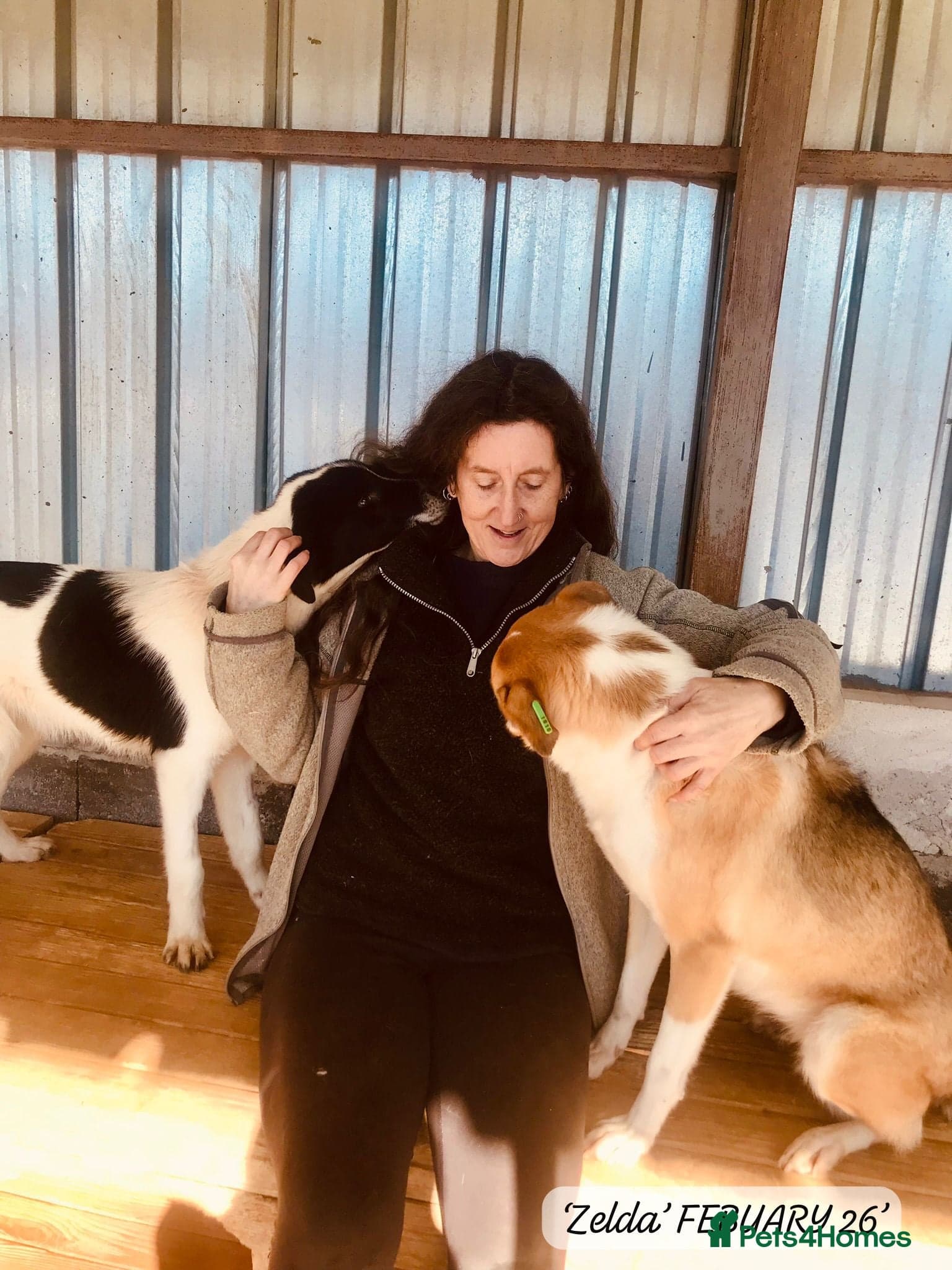 Zelda, 3 yrs old approx. photo 13