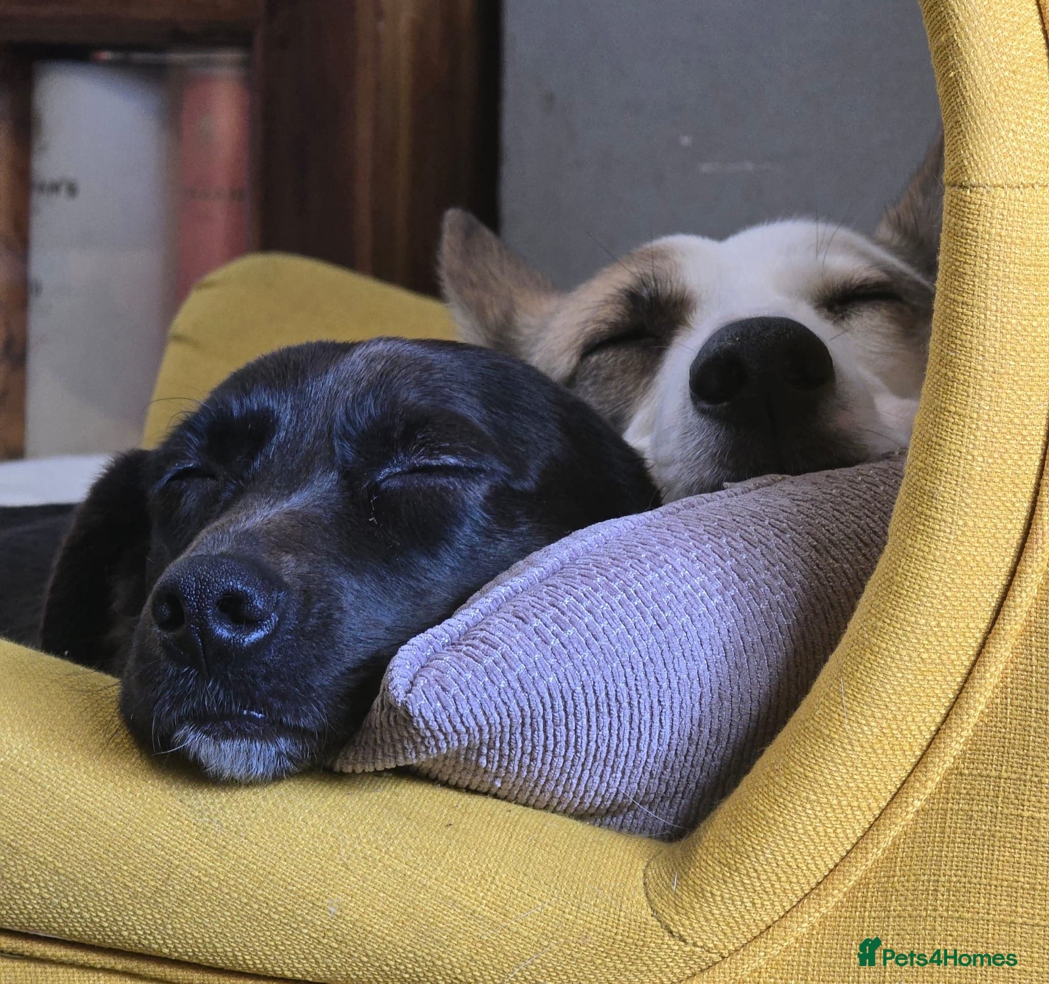 ๏ธ๐ถ bela photo 9