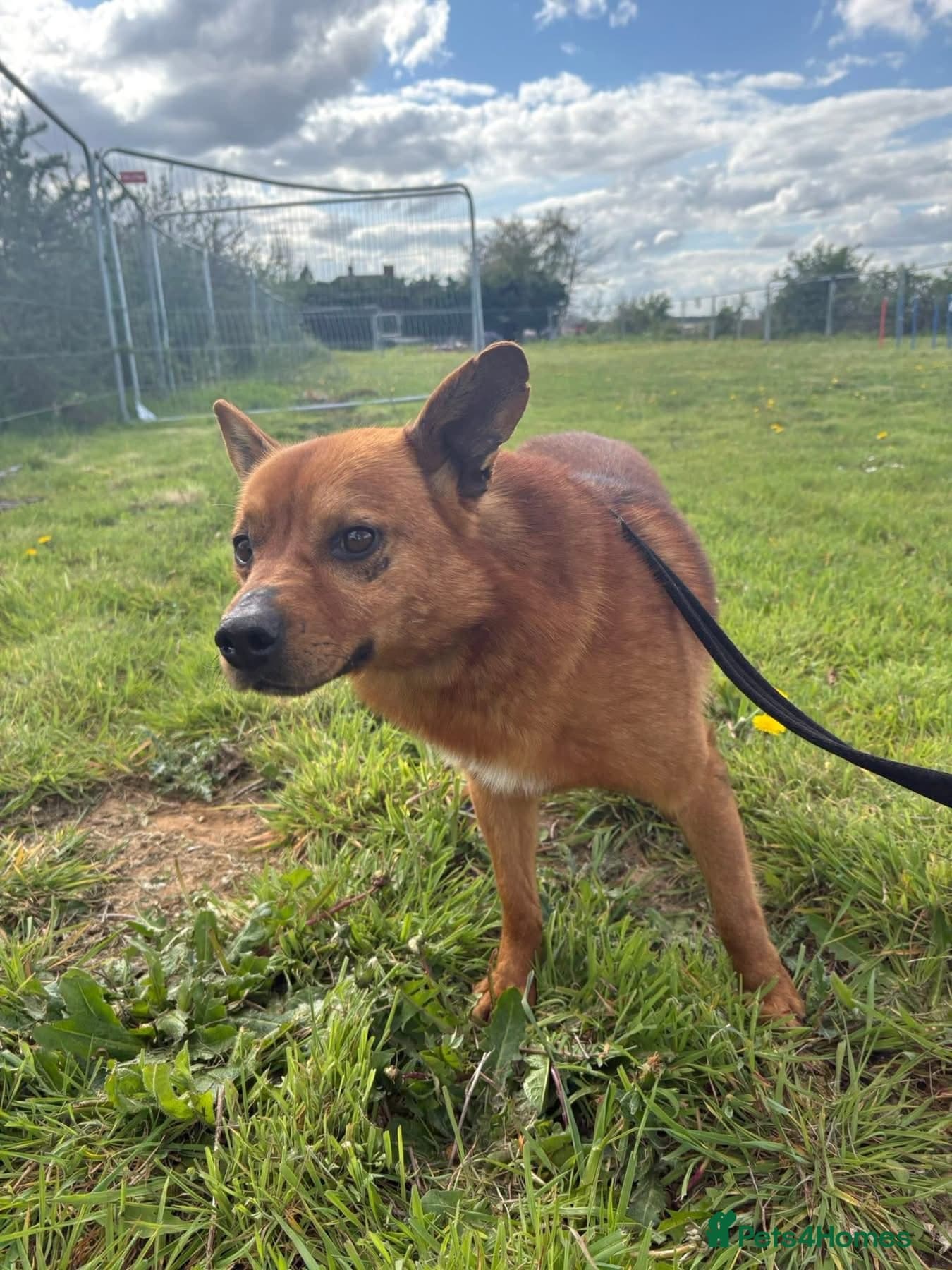 Eli - Norwich Norfolk photo 12