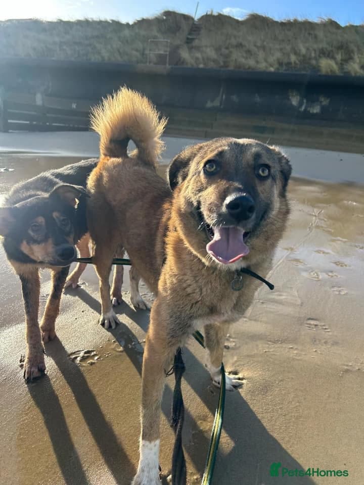 Levi - Norwich Norfolk photo 5