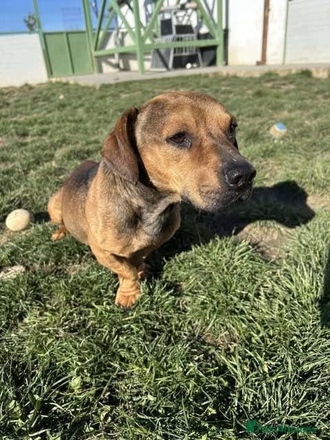 Rescue boy Noodle photo 29