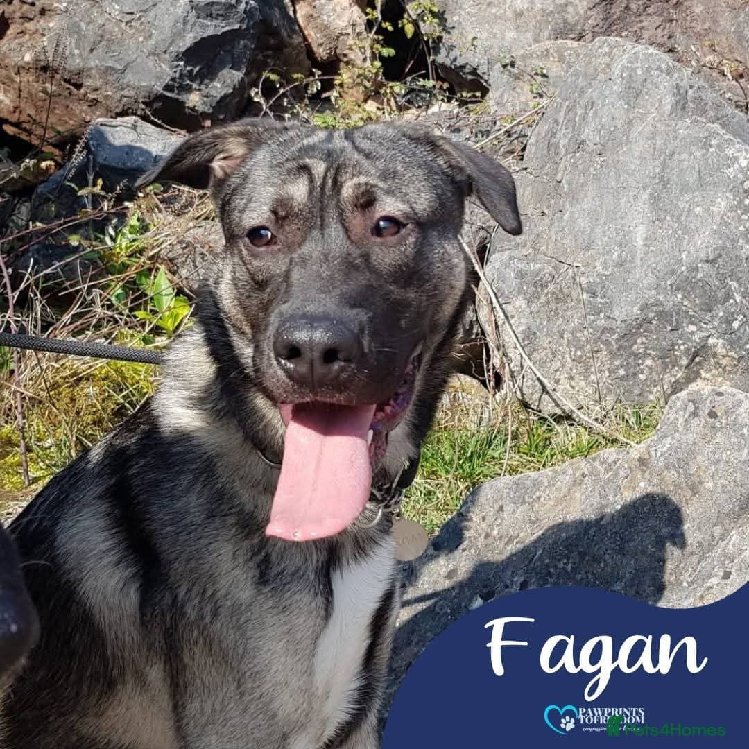 Meet Fagan, currently residing in Durham photo 2