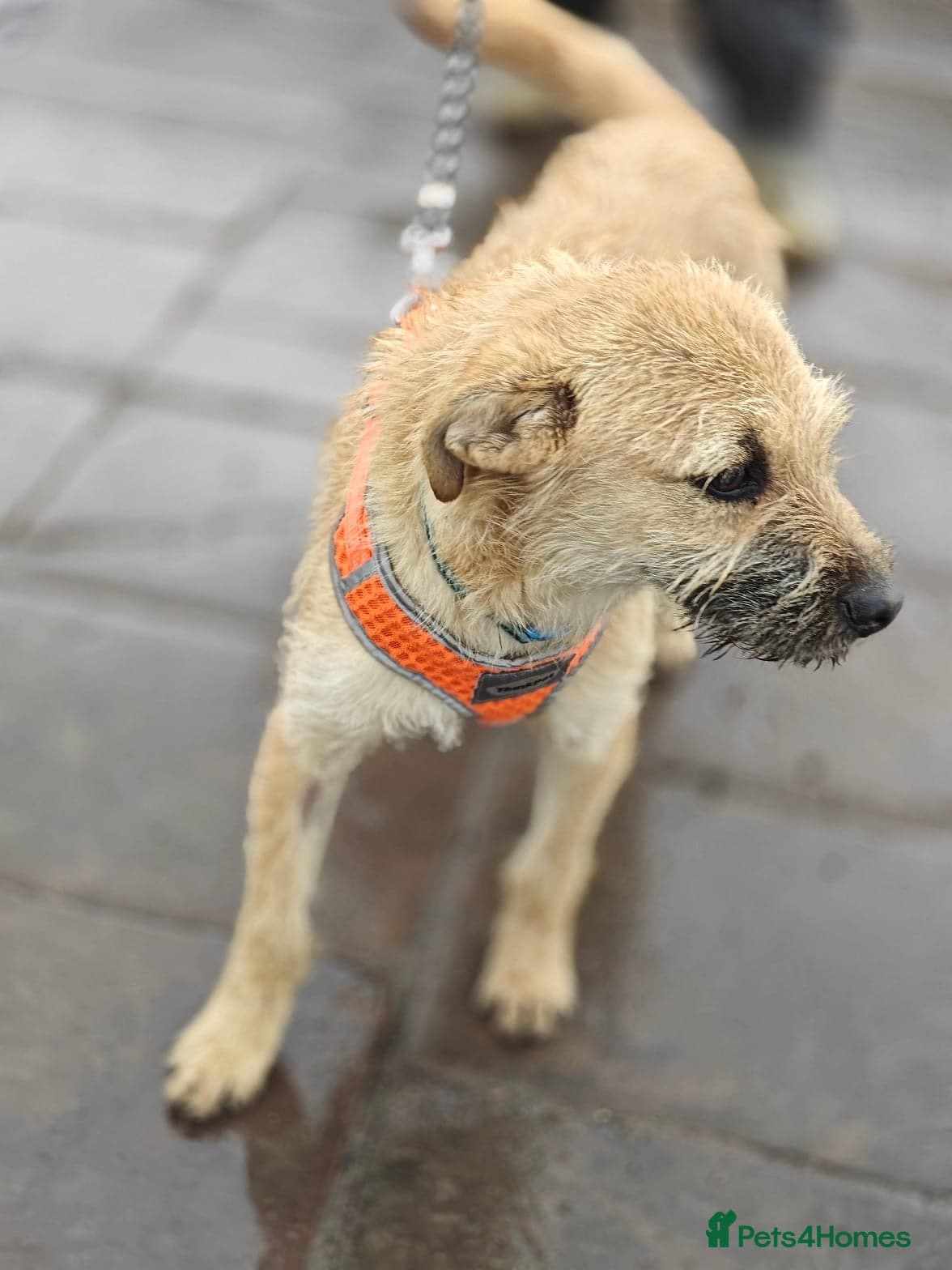 ๏ธ๐ถ bekki photo 5