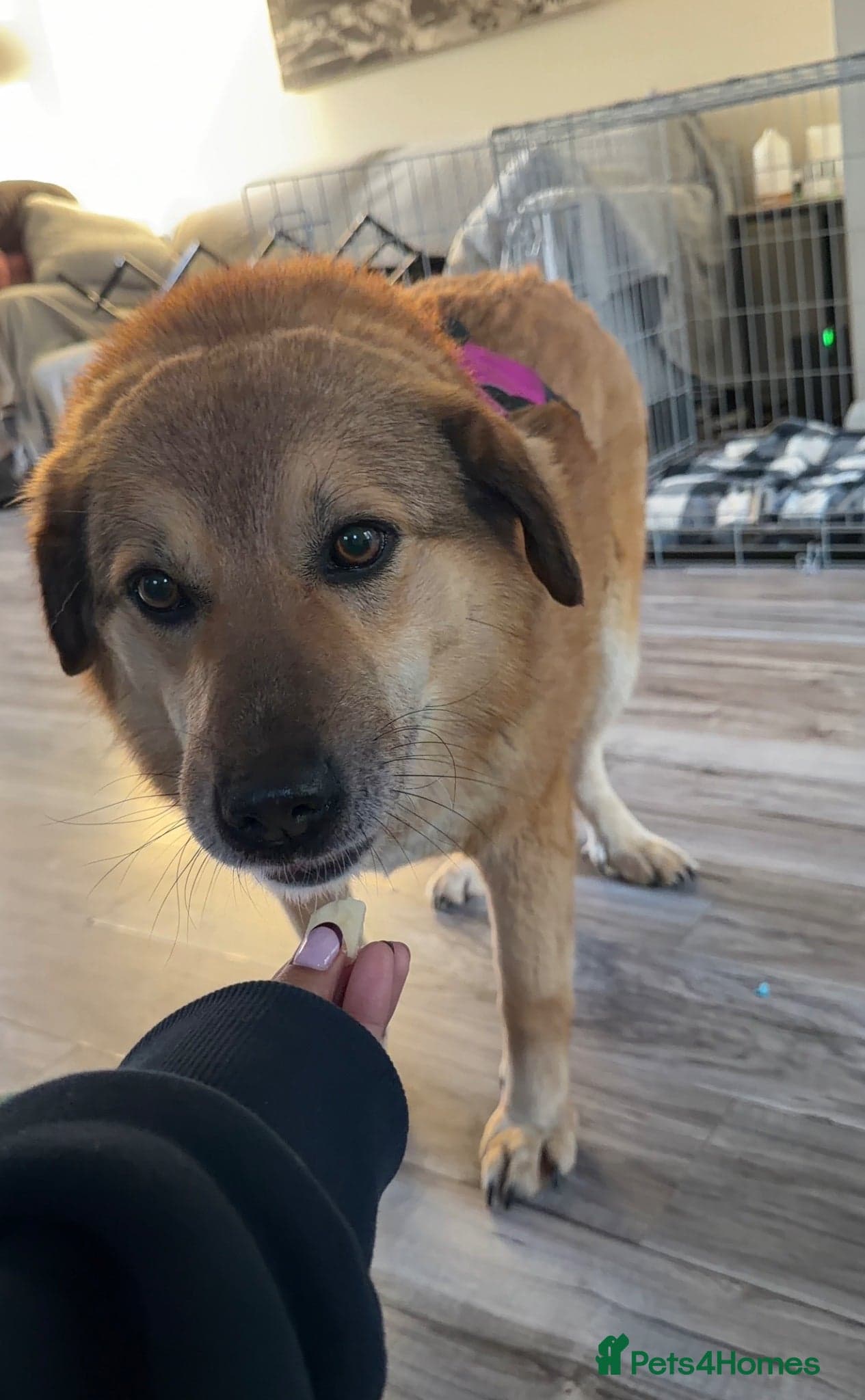 Sweet Muffin photo 14