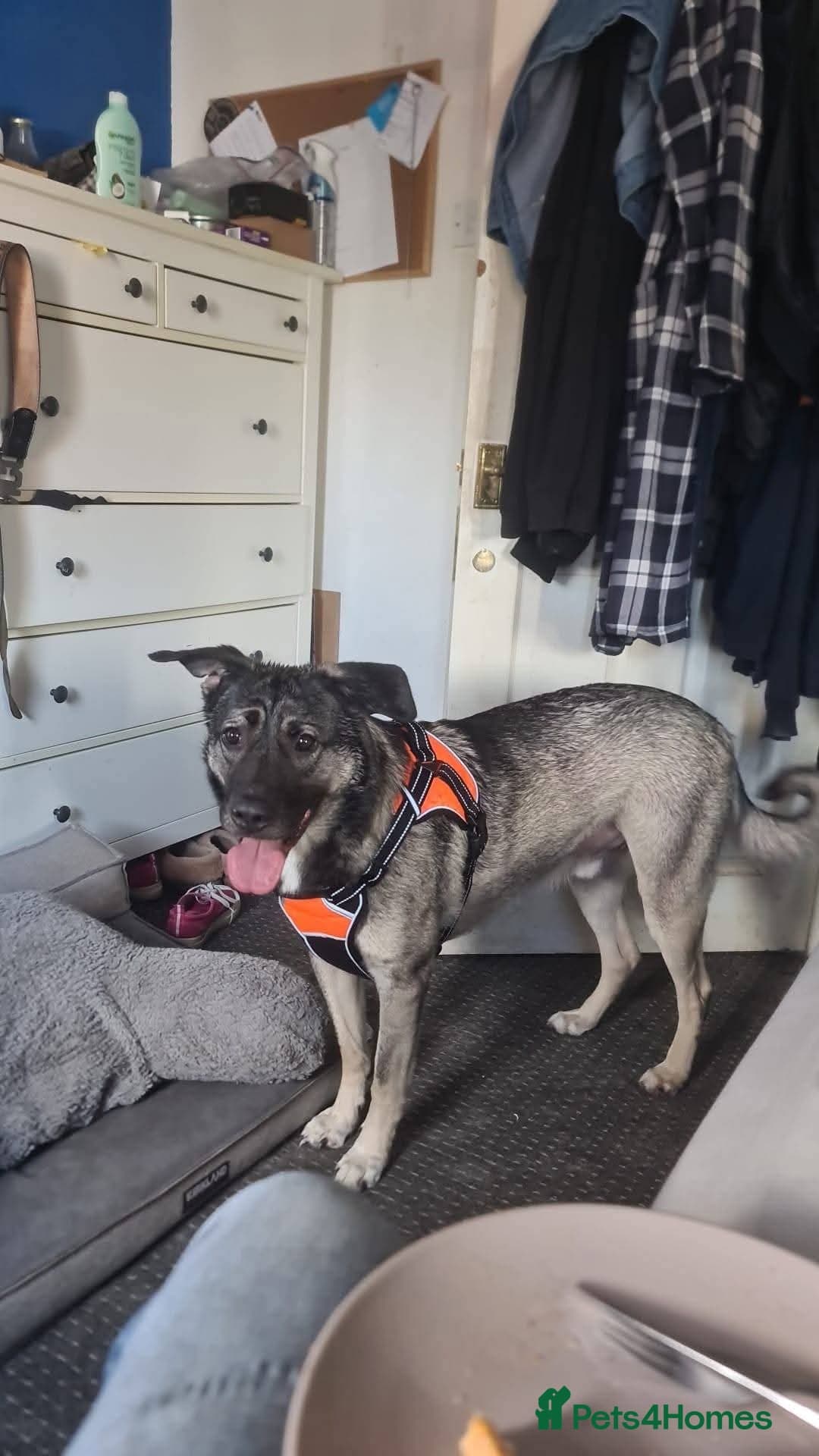 Meet Fagan, currently residing in Durham photo 3