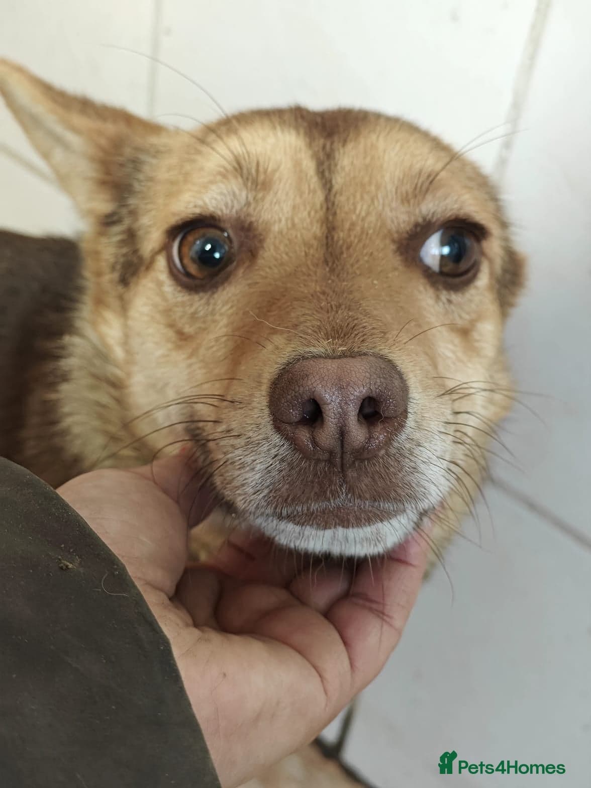 ️🐶 rudya photo 17