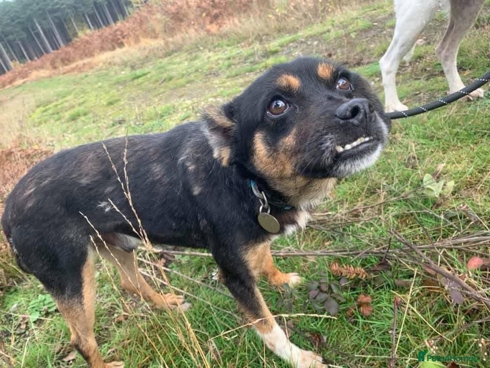 Paddy - Norwich Norfolk photo 9