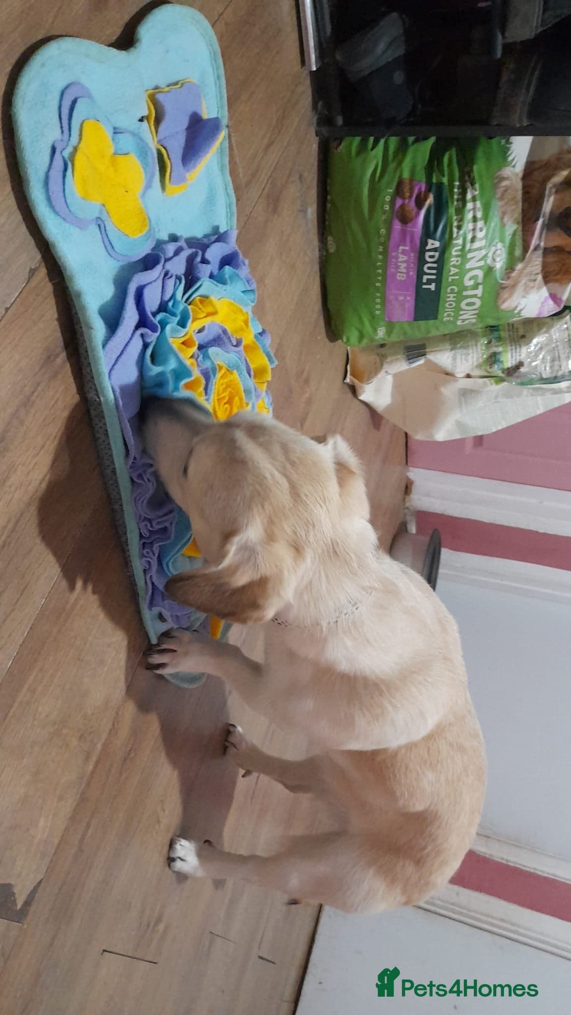 Roxanne - reserved photo 5