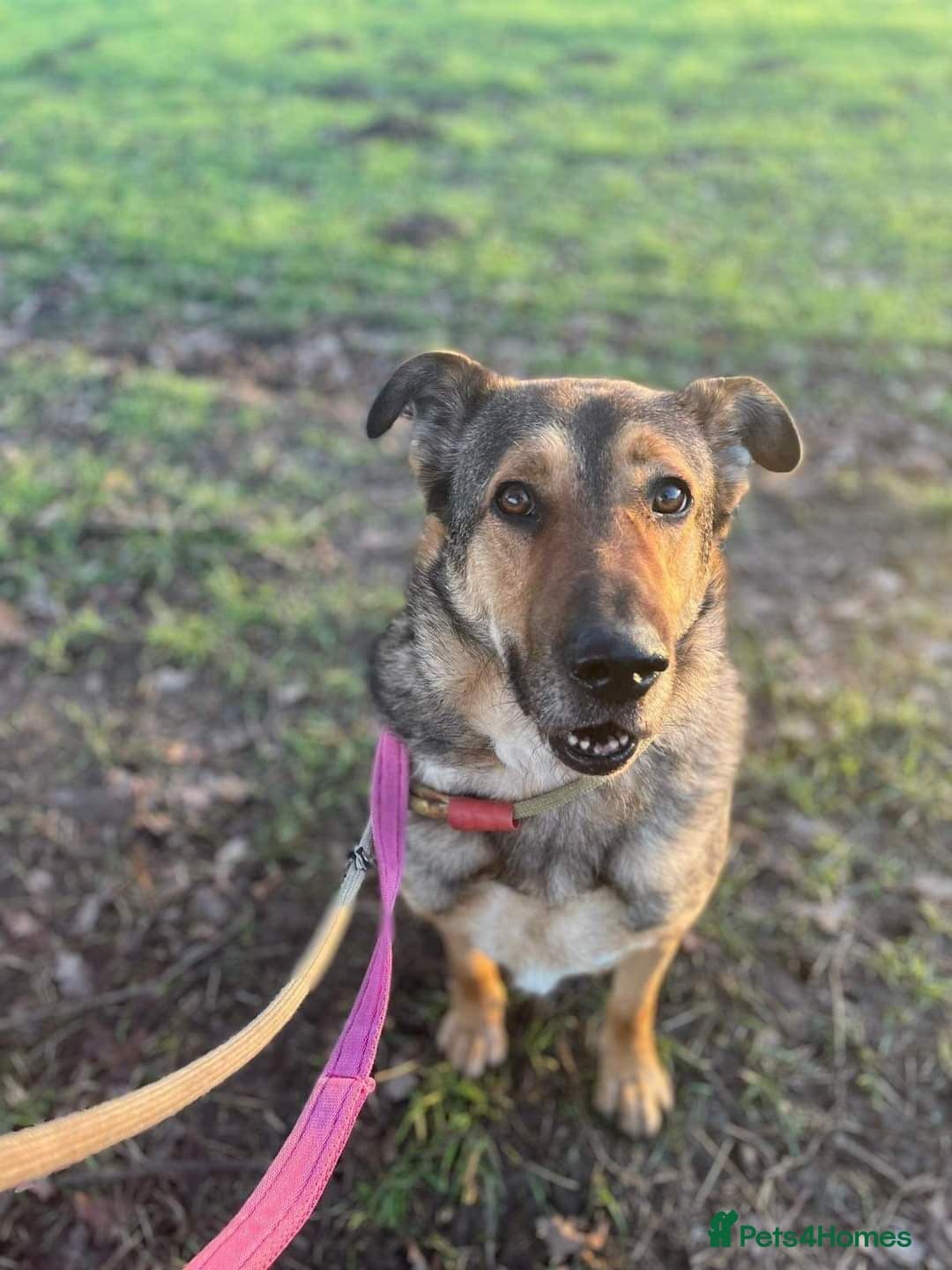 Meet Kobi, currently residing in Cheshire photo 3