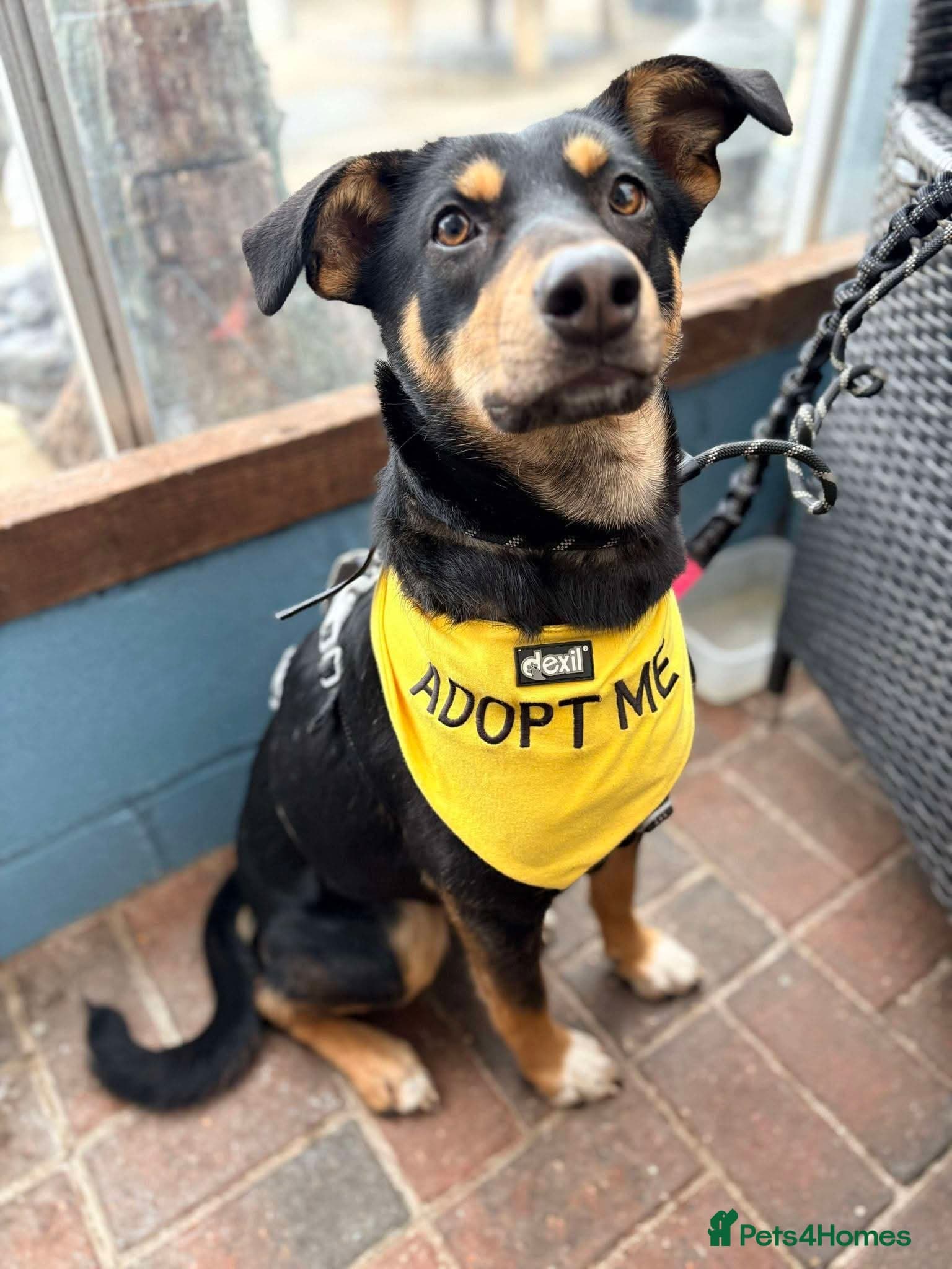 Meet Puffin currently residing in Essex photo 3