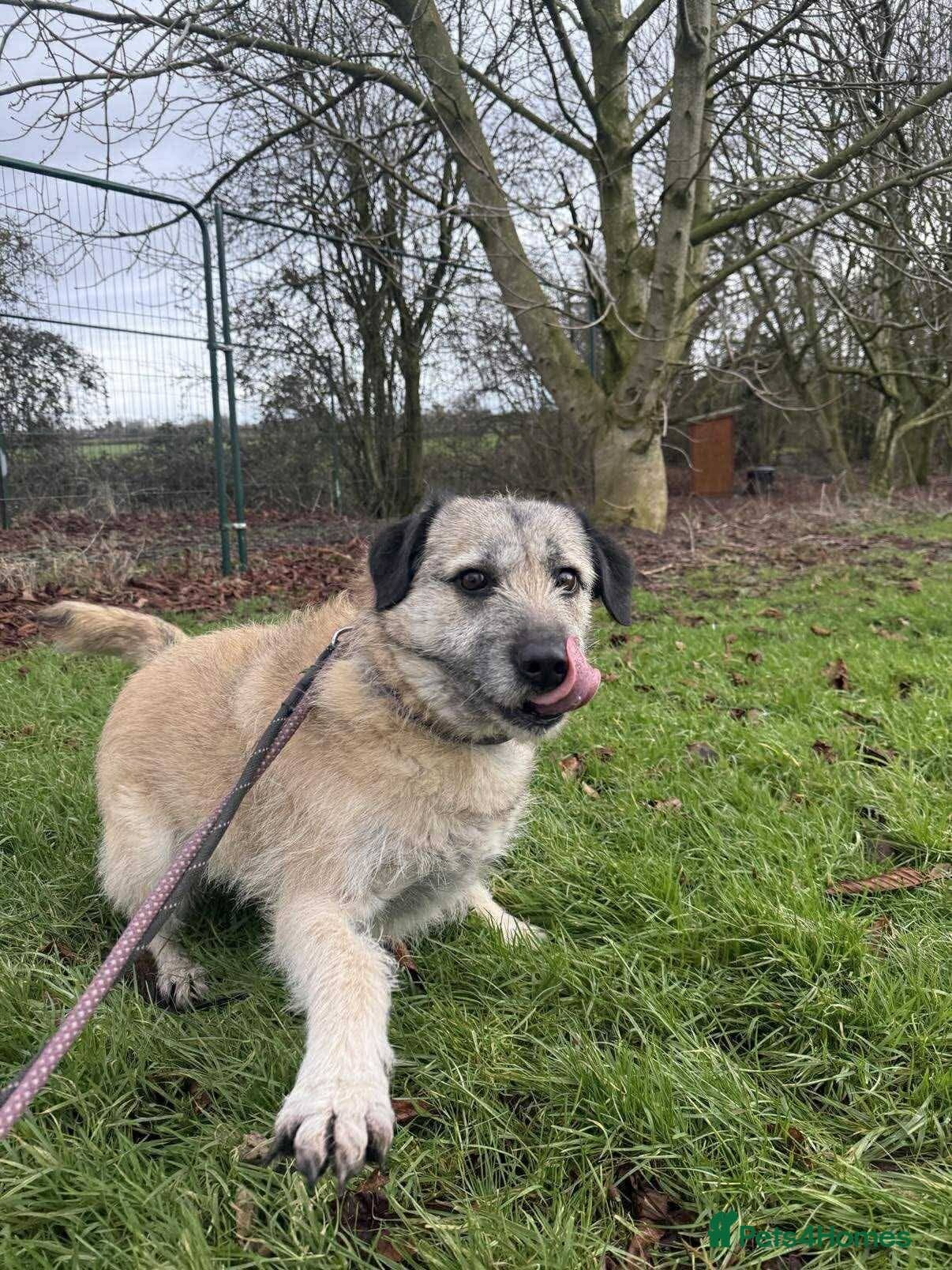 Meet Sage, currently residing in Cheshire photo 8