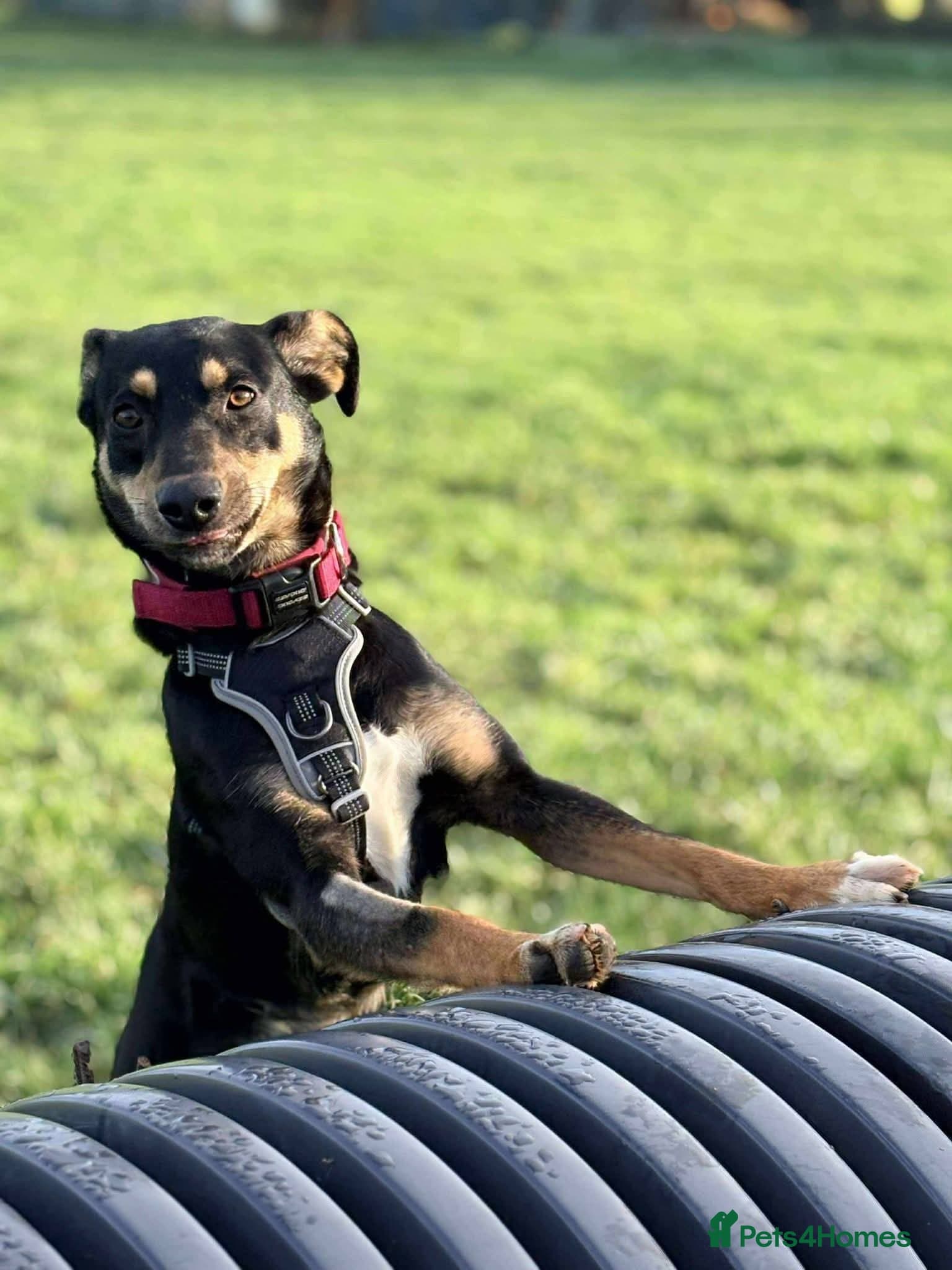 Meet Puffin currently residing in Essex photo 5