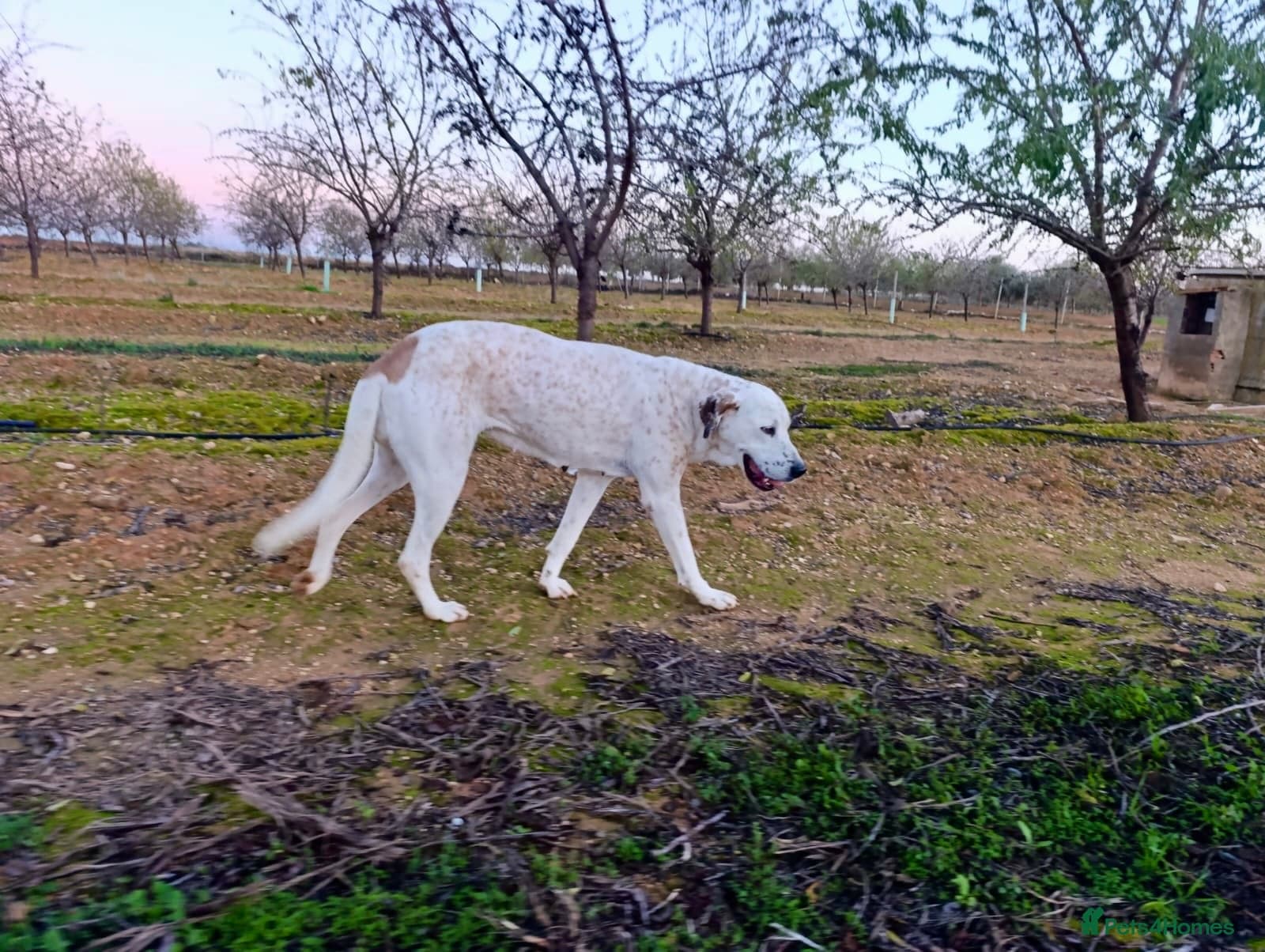 ️🚨URGENT🚨‼️FOSTER OR adopt Bimba🩷🐾 photo 7