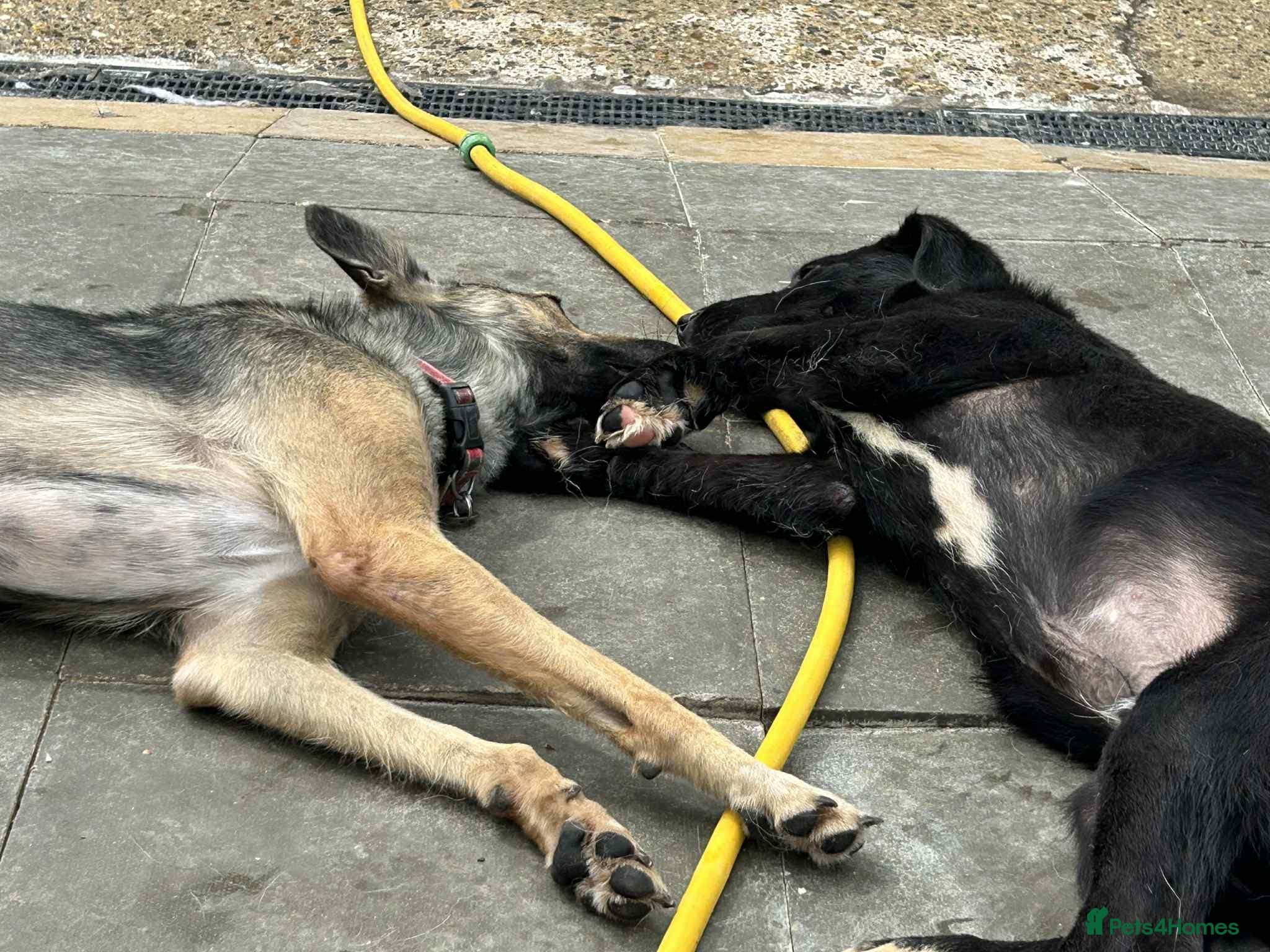 Barney - Norwich norfolk photo 15