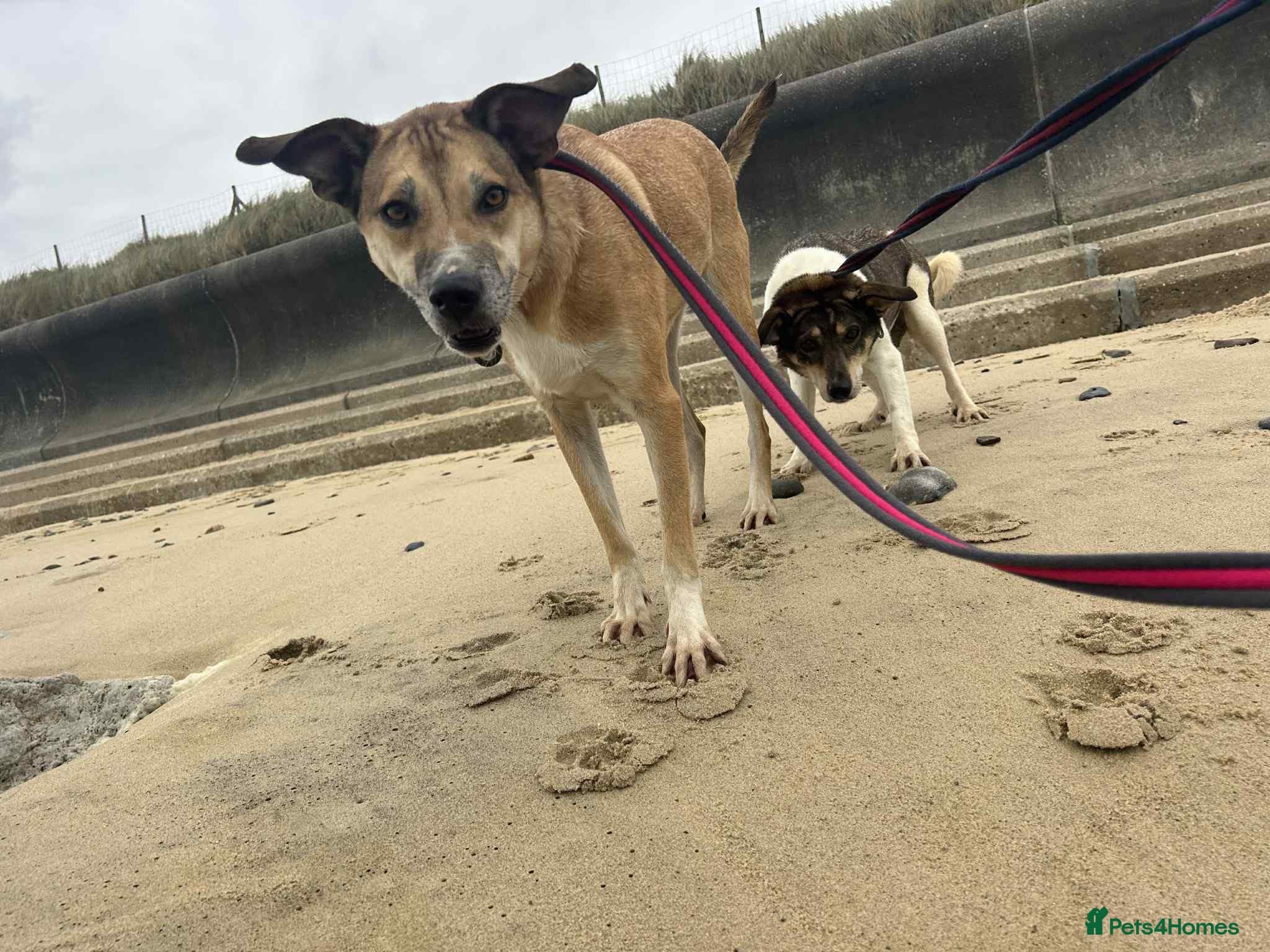 Sara - Norwich Norfolk photo 10