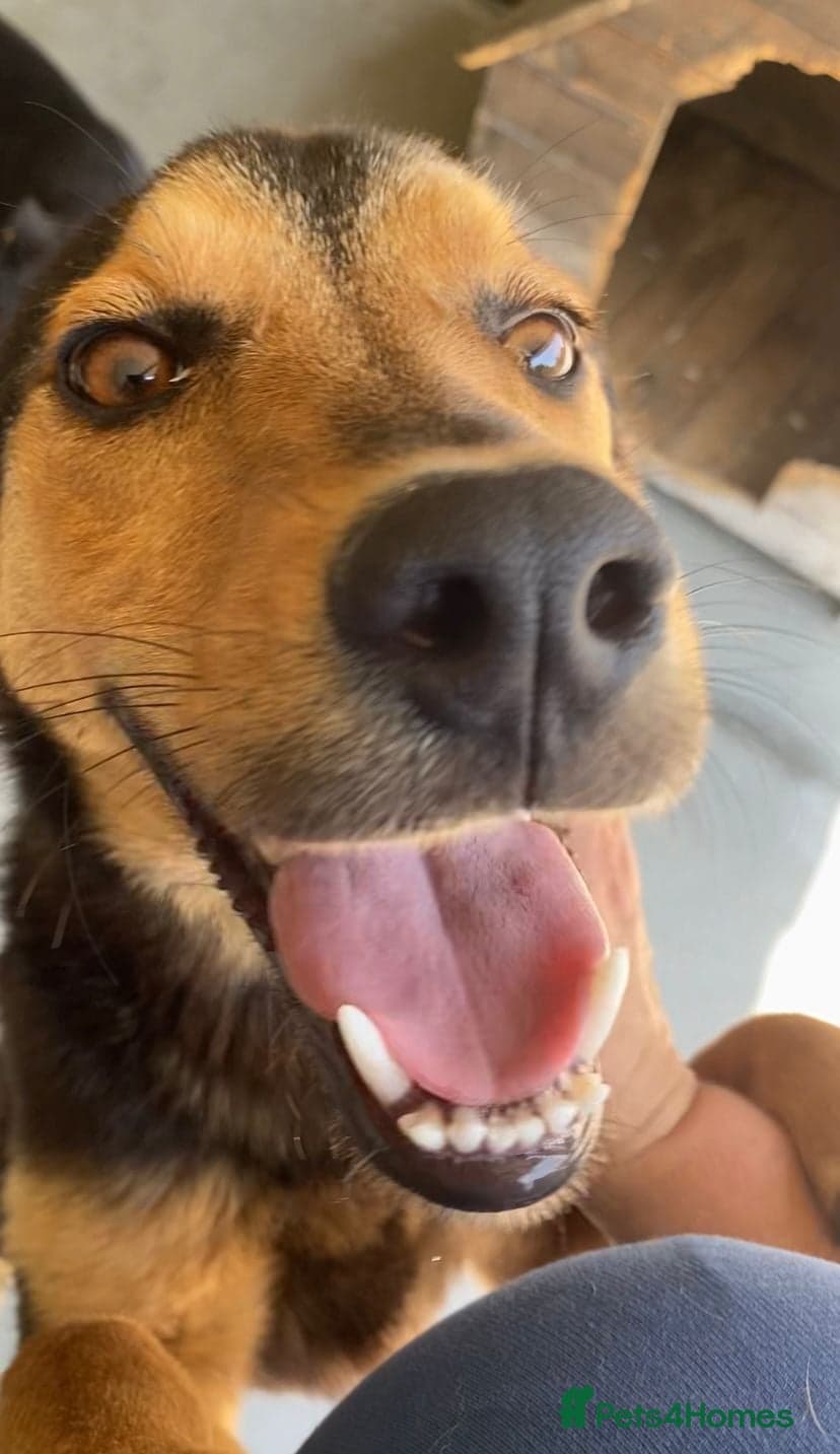 Murphy, 1-2 yrs old. photo 8