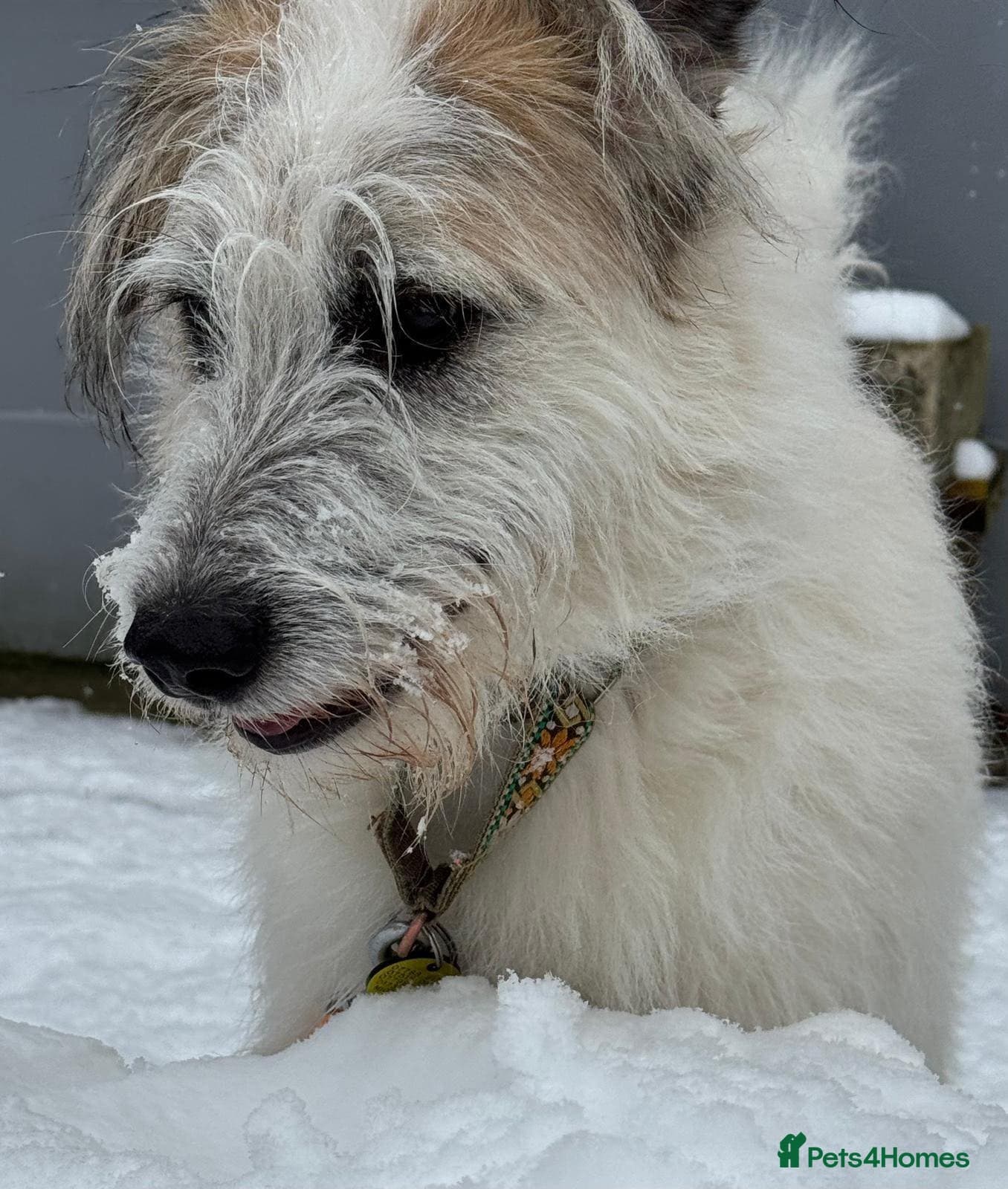 KALLIE- 18 months, loves dogs/playful/active/rural photo 13