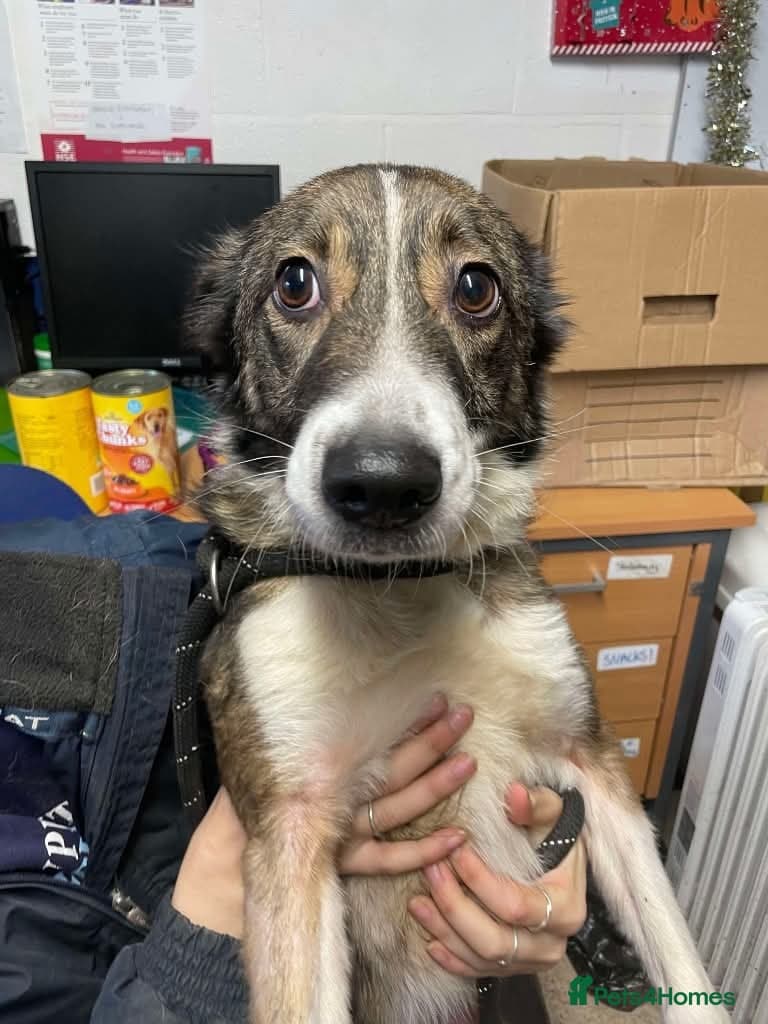 Meet Bella, currently residing in Merseyside — Mixed Breed