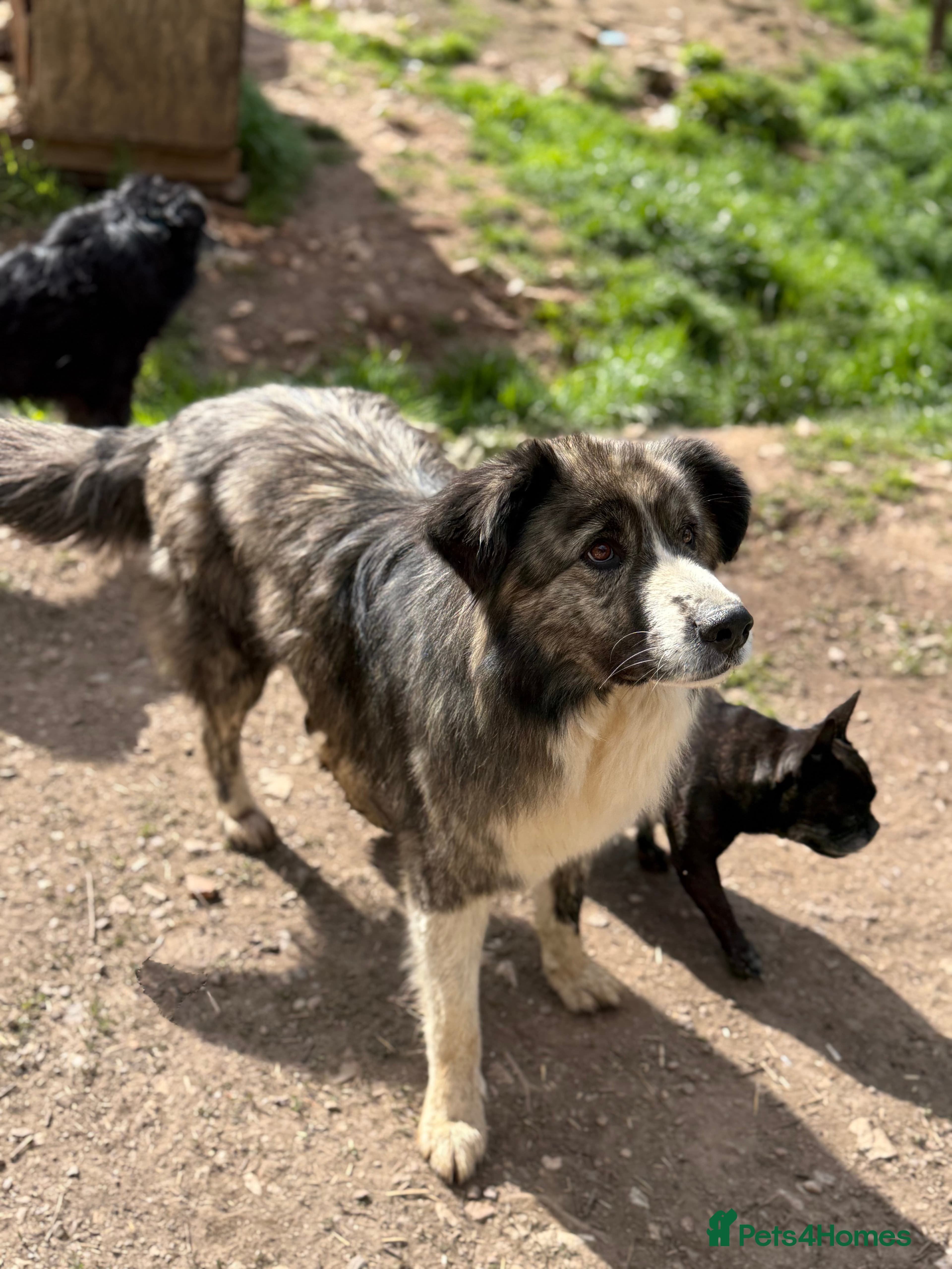 year old Iancu photo 6