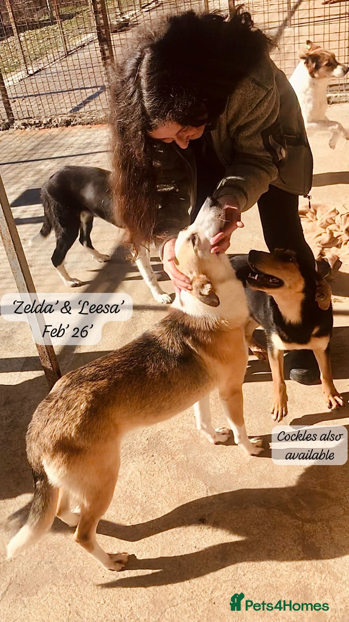 Zelda, 3 yrs old approx. photo 4