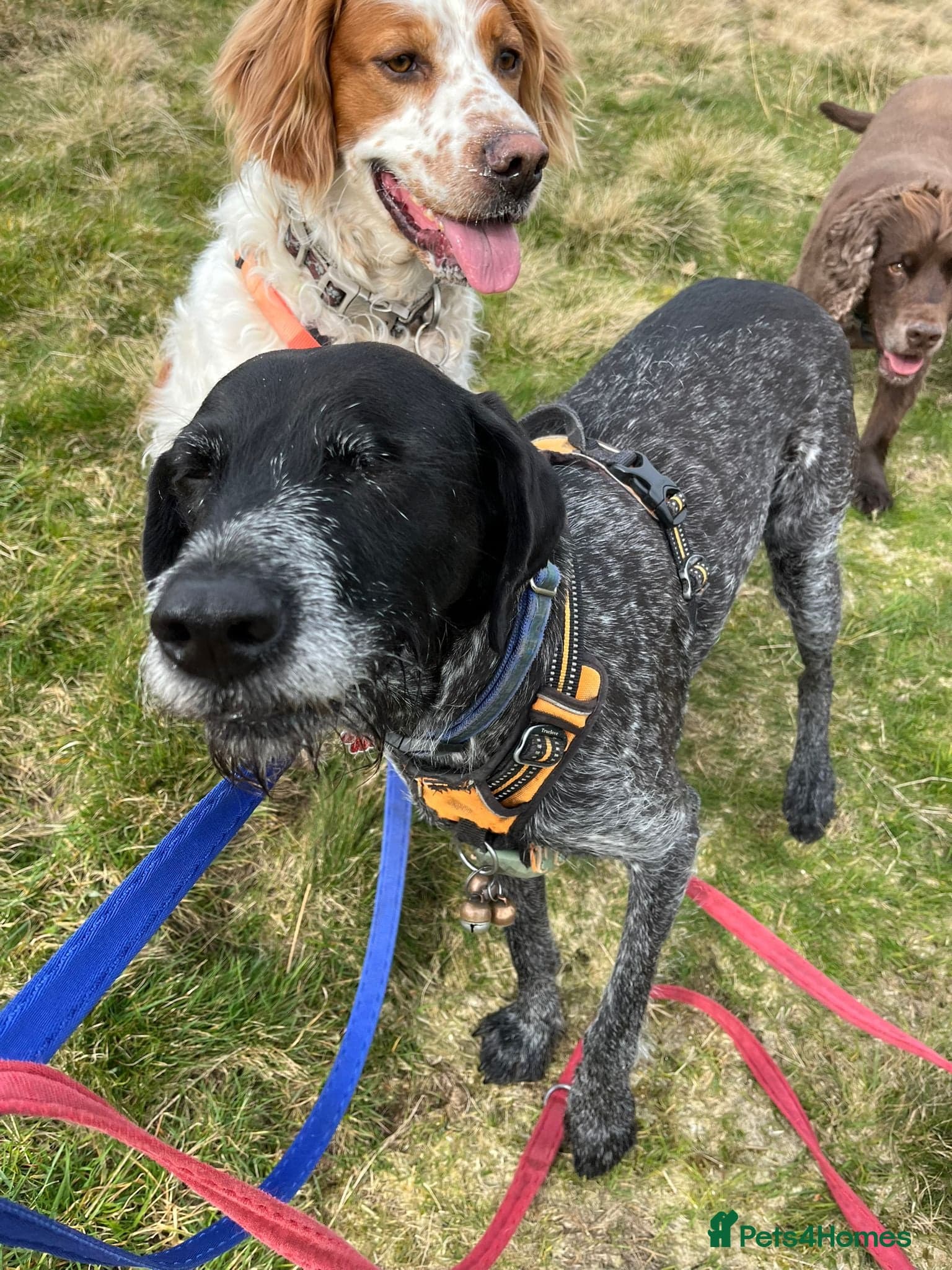 Ronnie, 3-year old Brittany male photo 15