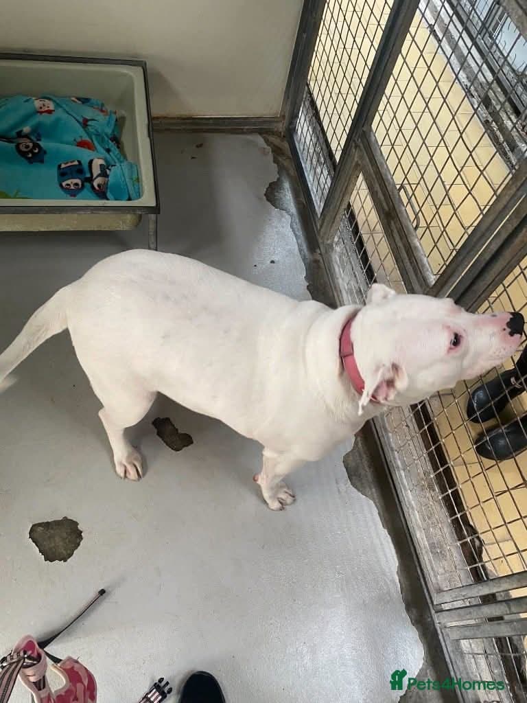 Meet Aria, currently residing in Ormskirk photo 12