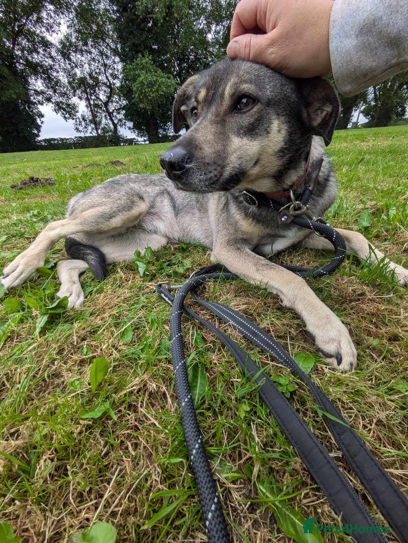 Meet Joy, currently residing in Cheshire photo 12