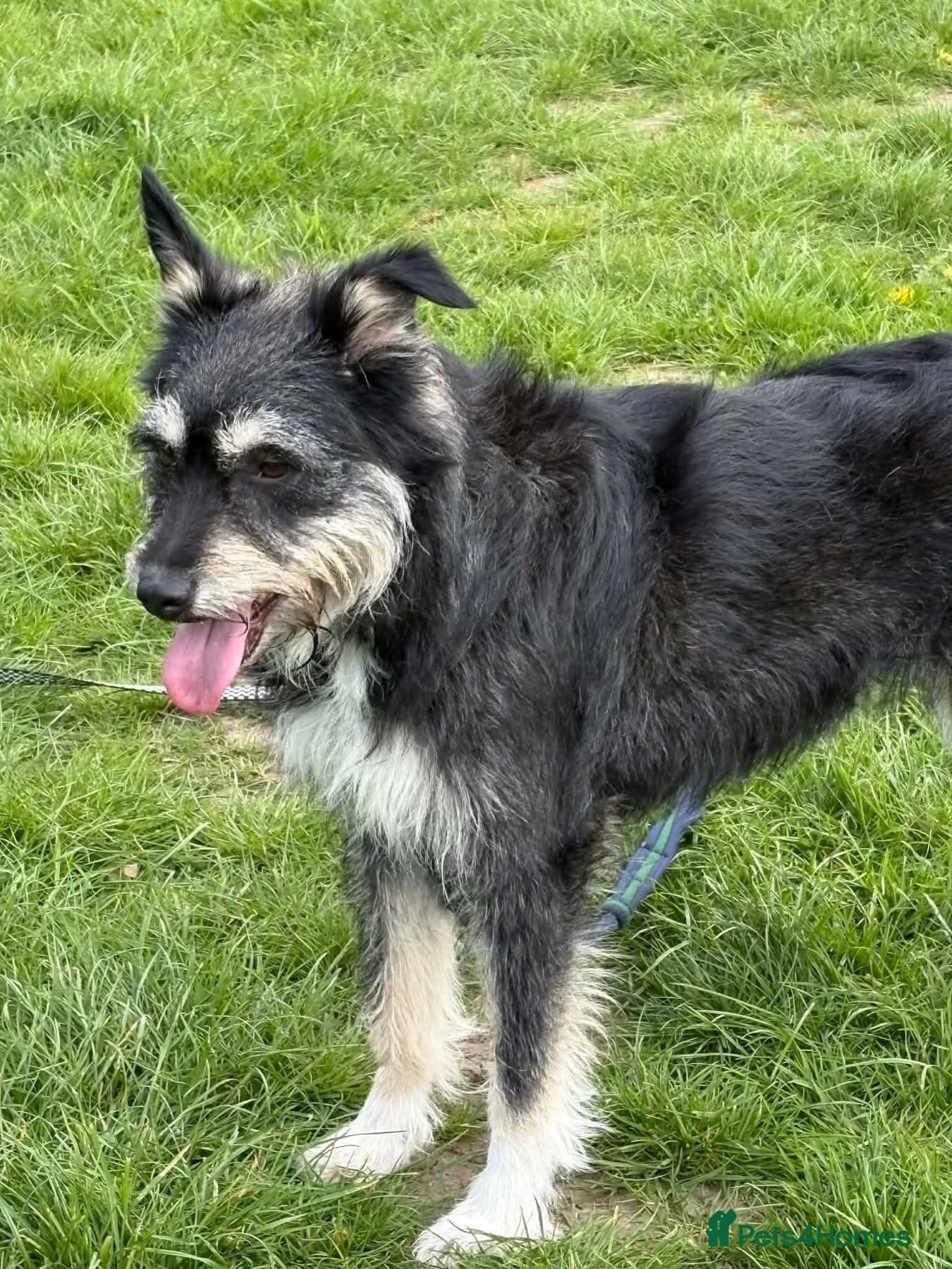 Mabel - Badersfield Norfolk photo 15