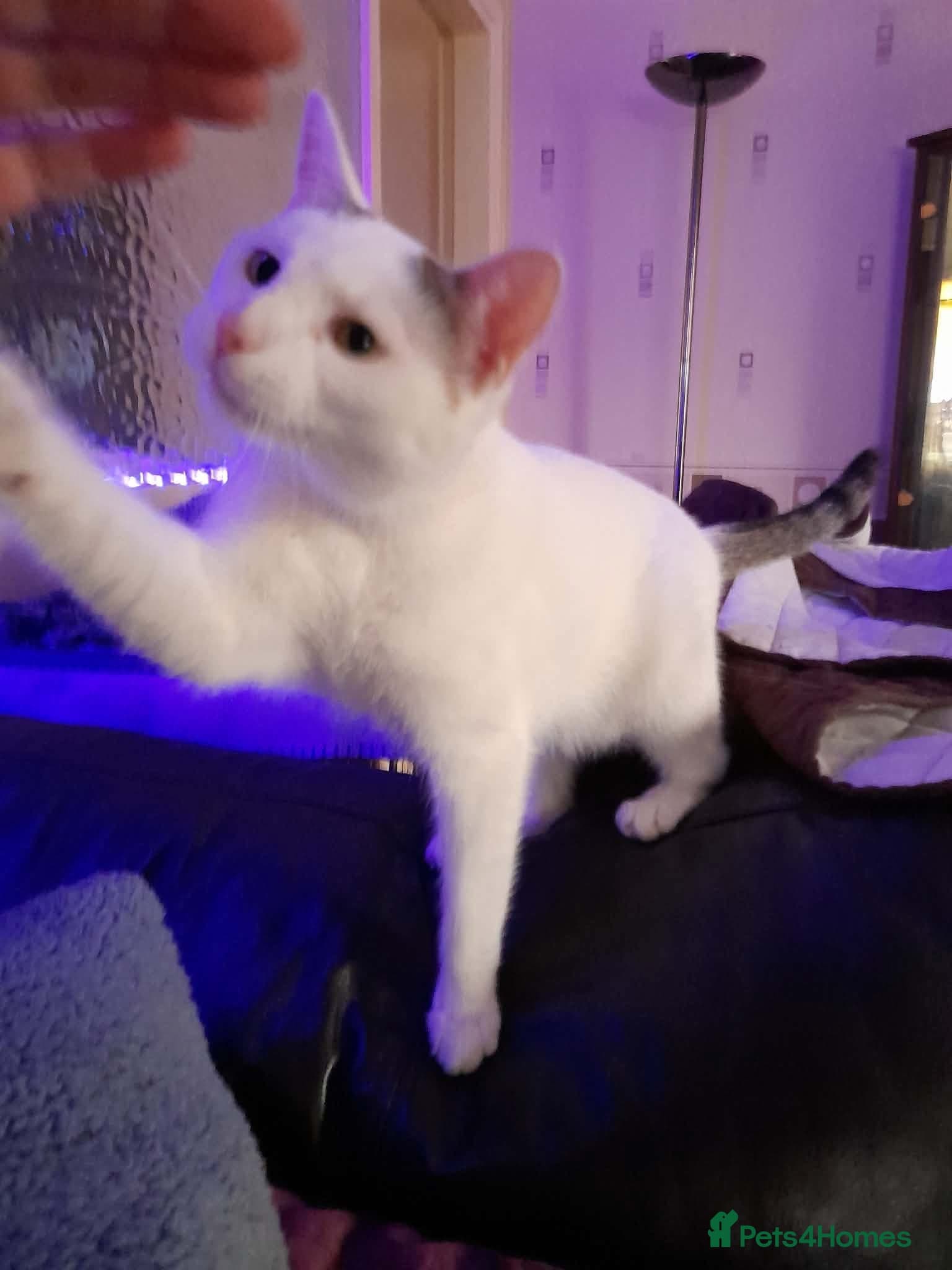 Beautiful Keanu and snow photo 10