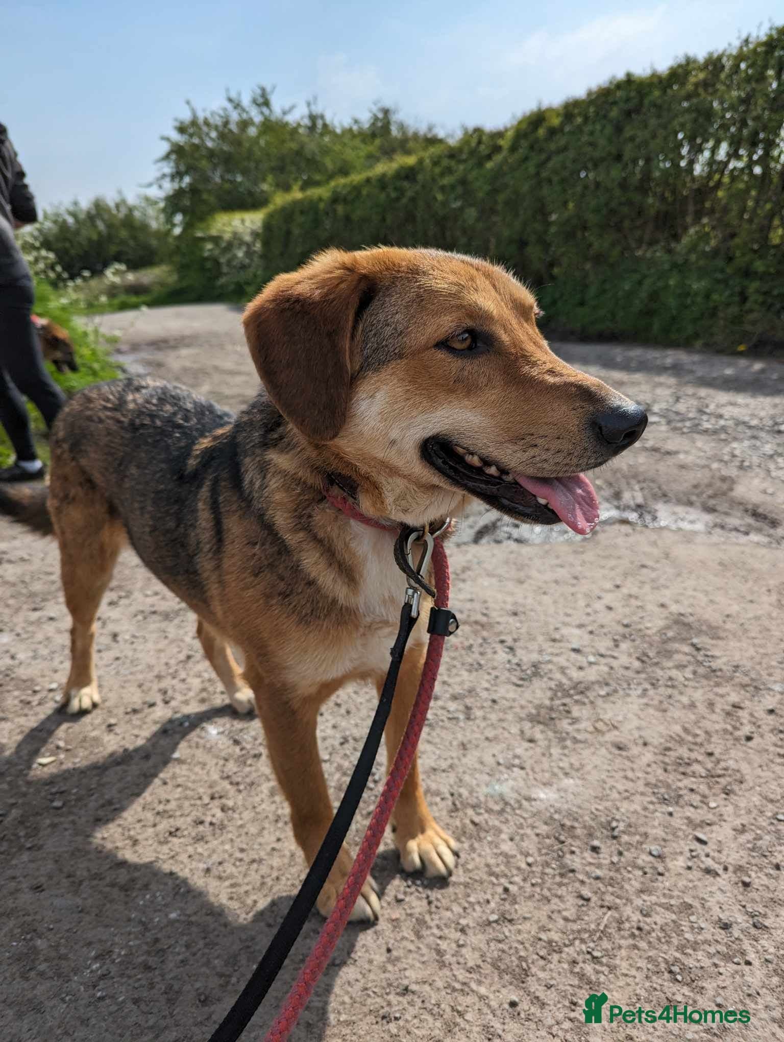 Meet Shiloh, currently residing in Cheshire photo 13