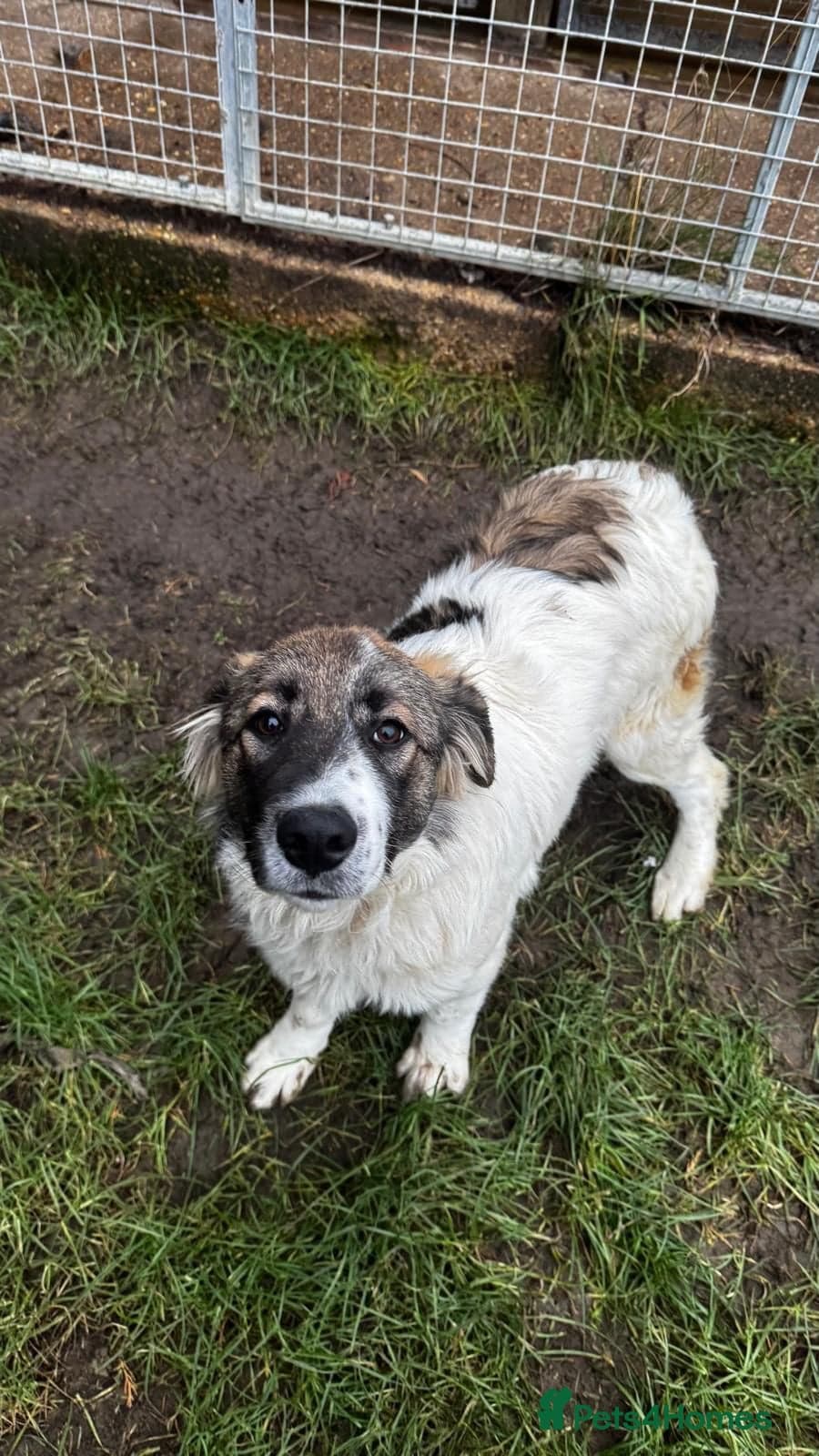 Meet Hannah and Honey !!! photo 7