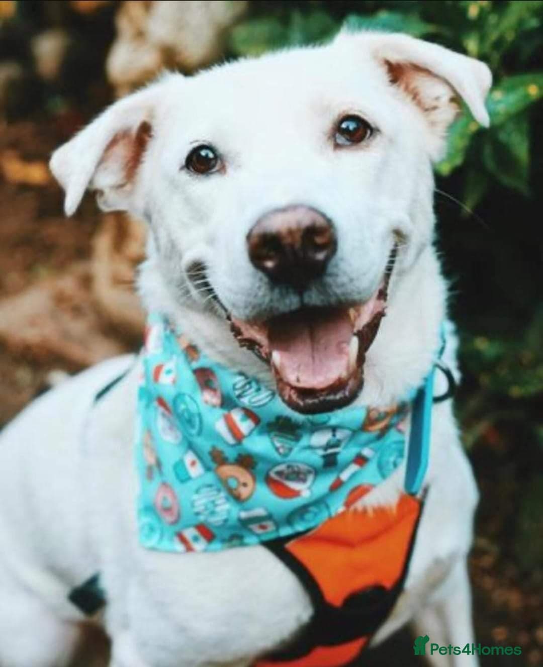 Meet Biscuit, currently residing in Hampshire photo 3